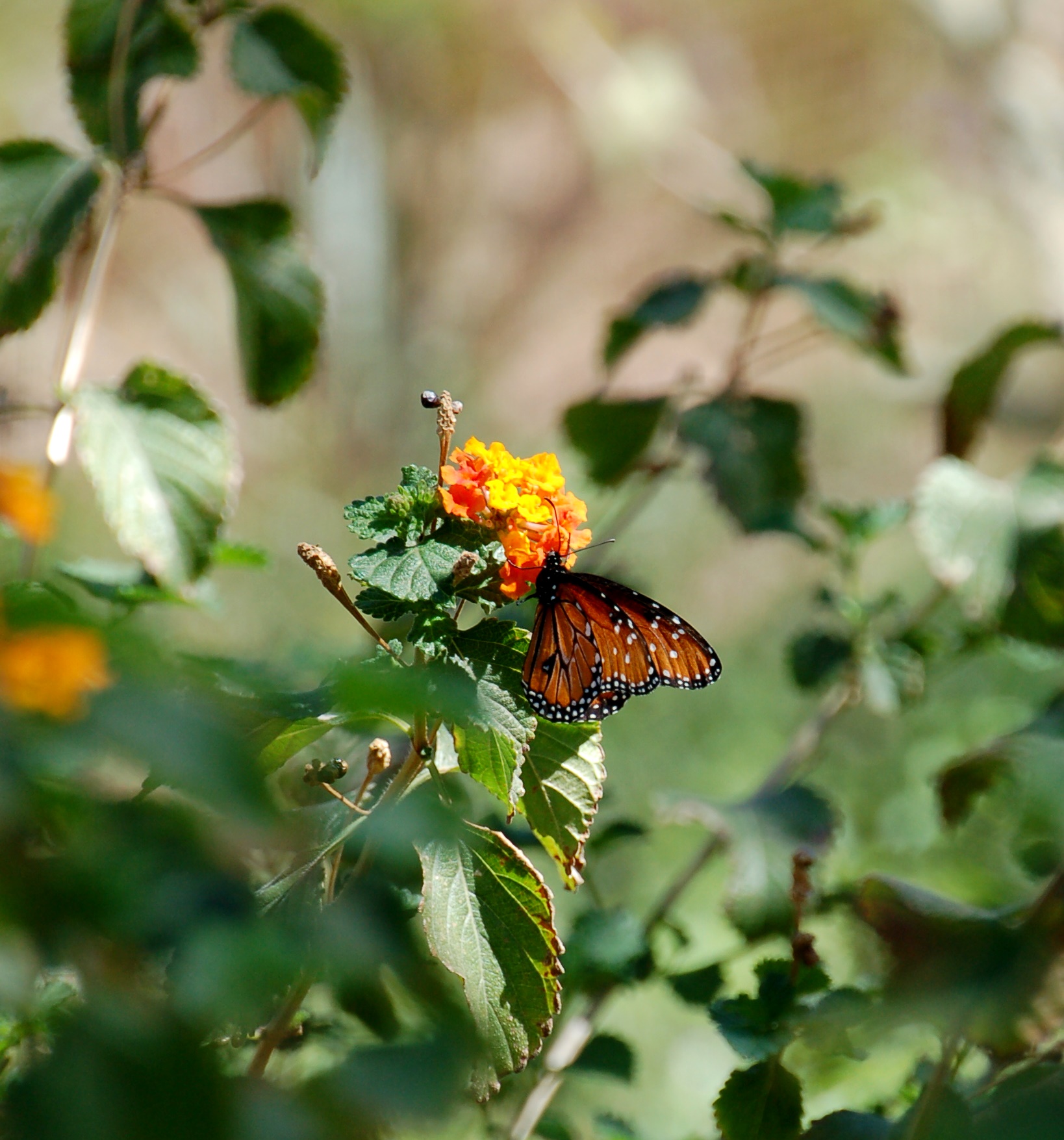 Butterfly from the Desert Botanical Garden, Phoenix