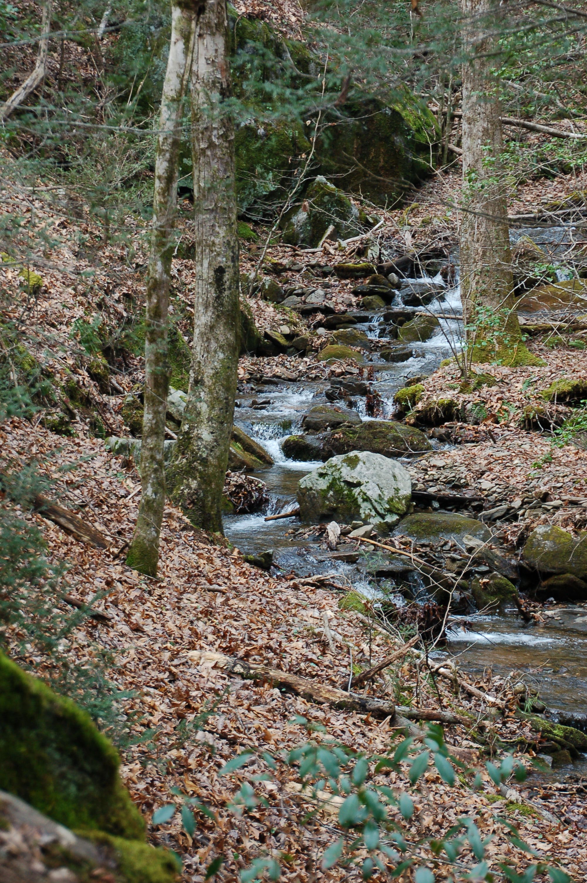 Vogel State Park