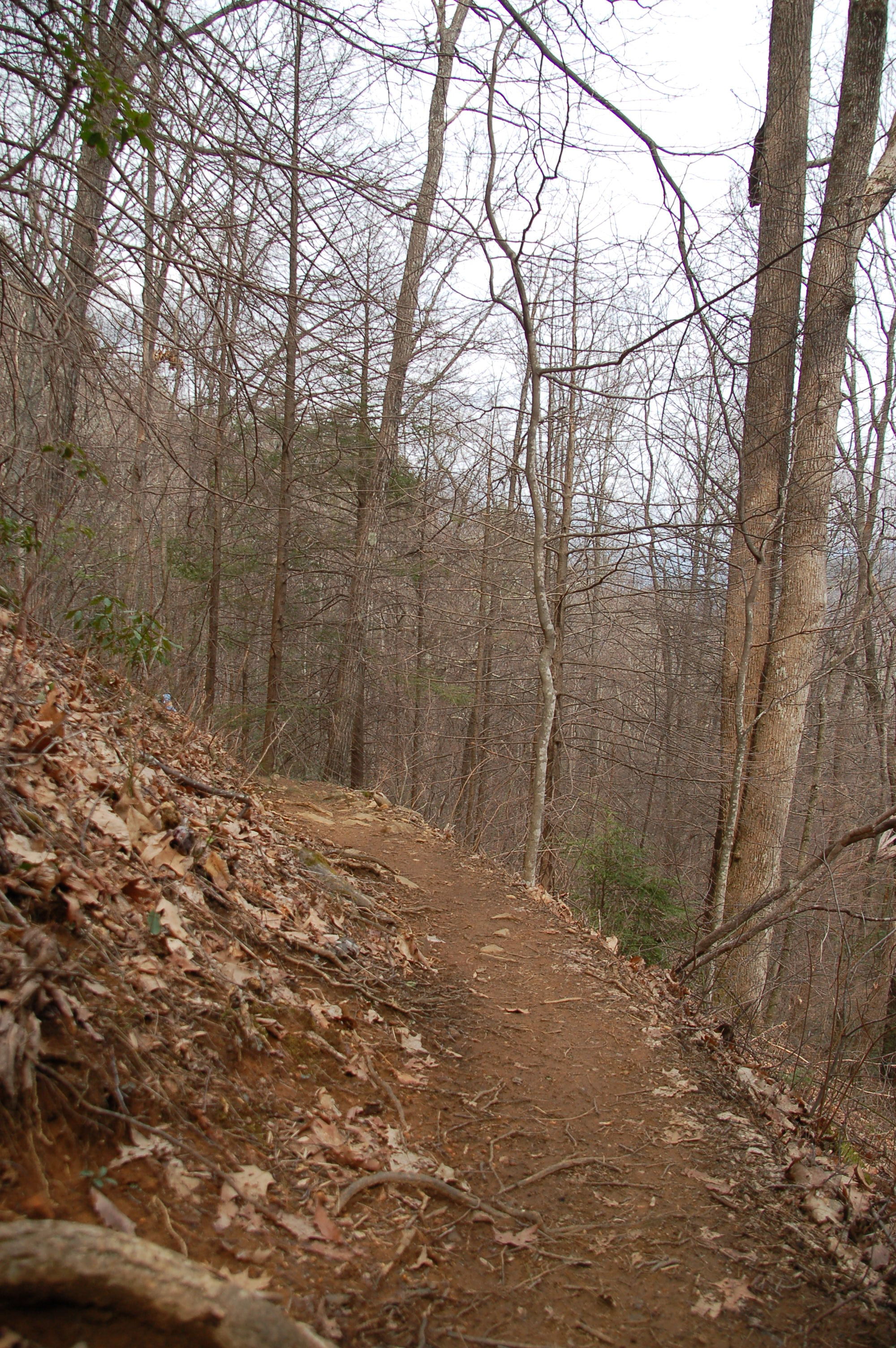 Narrow Trail at Vogel State Park