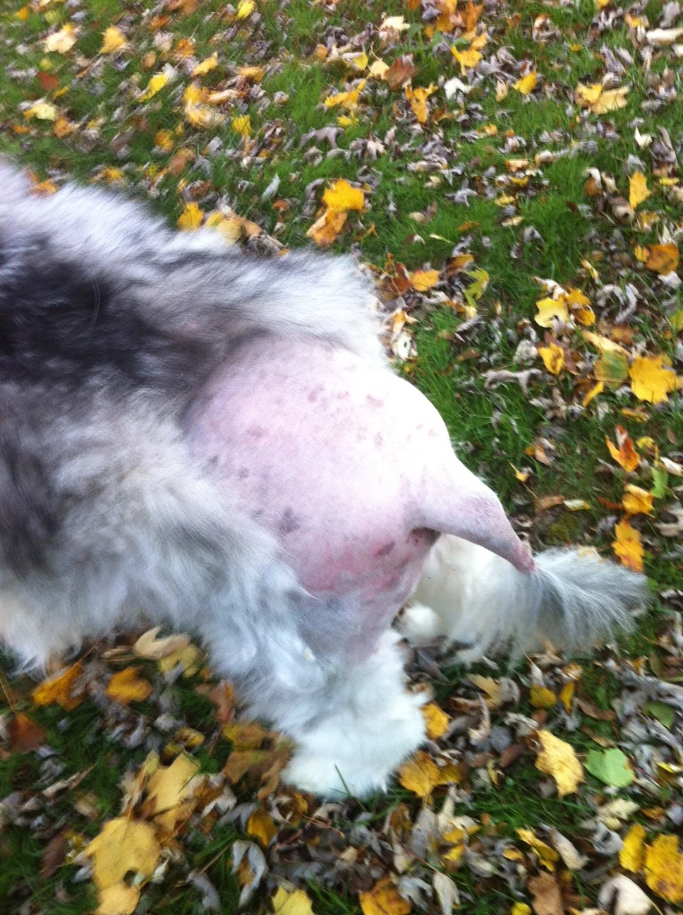 Shaved for surgery