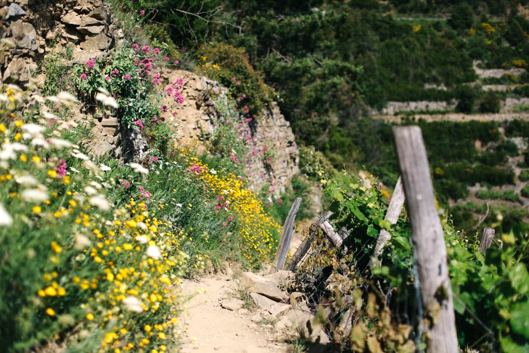 hike from Corniglia to Volastra through Vineyards