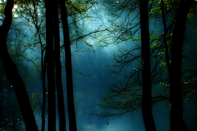 mystical forest website.jpeg