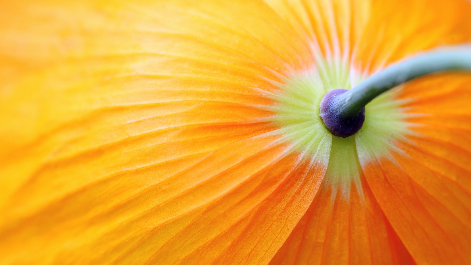 orange+bloom+underside.jpg