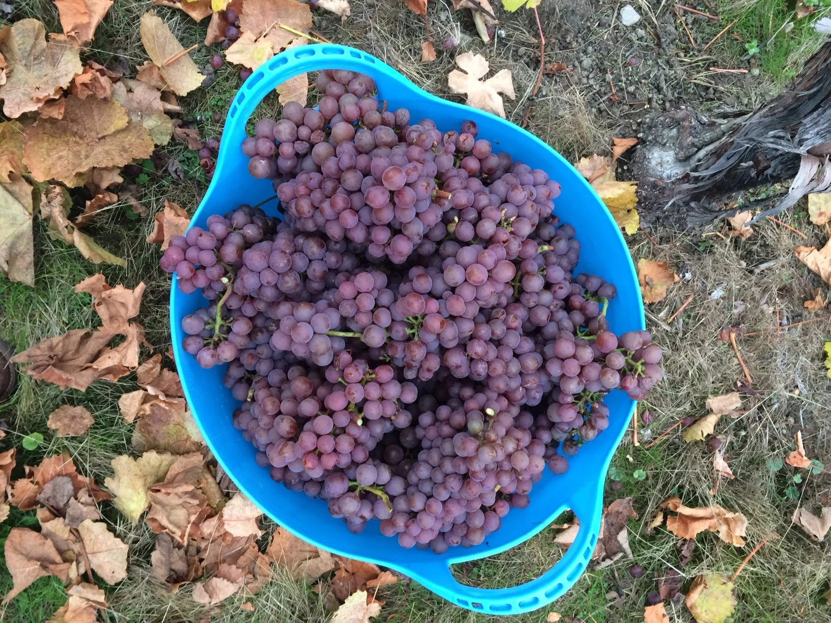 Bucket of Gewurtz.JPG