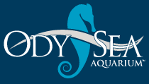 OdySea.png