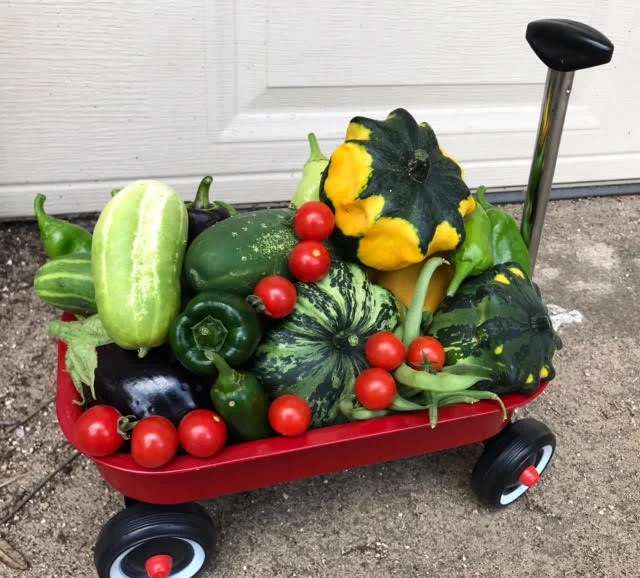 a beautiufl summer Garden harvest collected in a radio flyer wagon, during a maintenance visit at the Gardens at oakpoint.