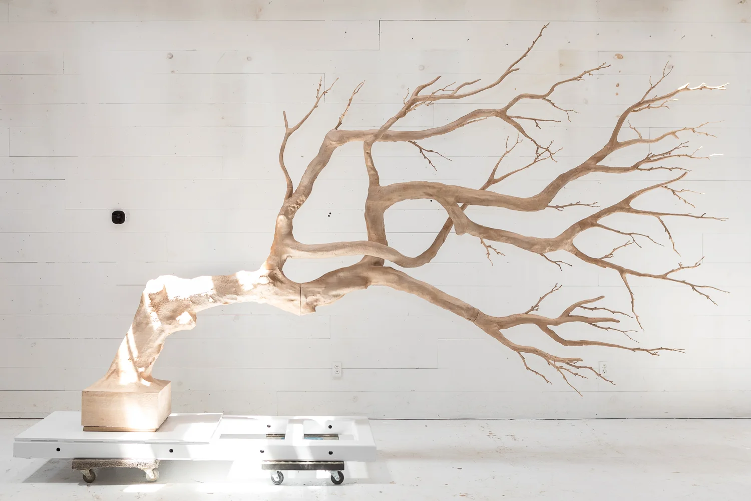 20190716_Guy_tree2019__088.jpg