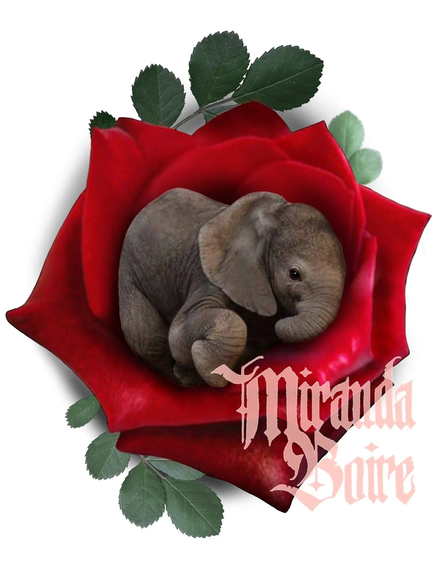 elephant miranda.webp