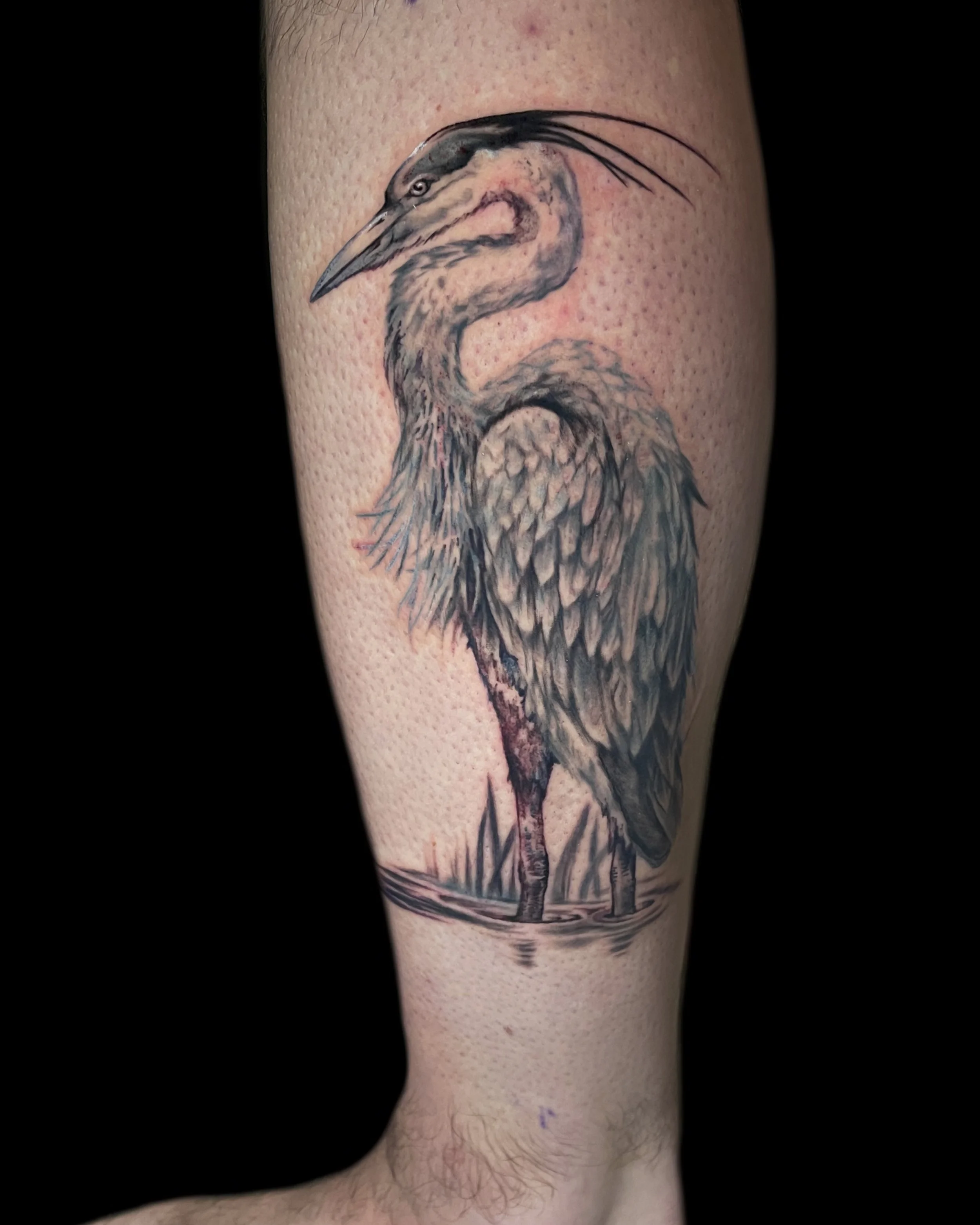 Heron.jpg