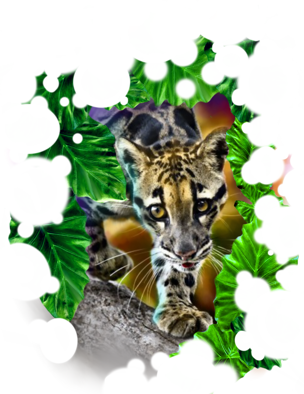 clouded leopard flash justina.webp