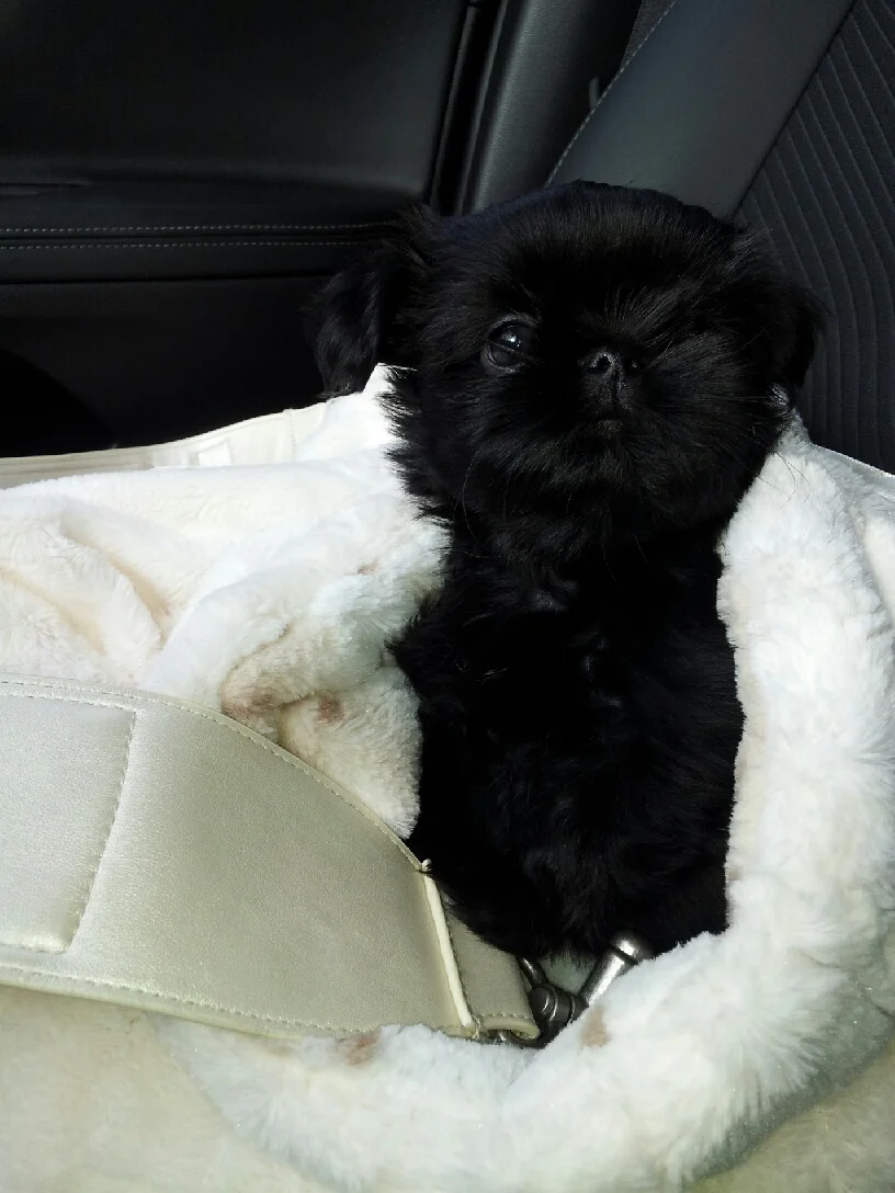 He is between 5lbs and 6 lbs. he is so cute I can't stand it.