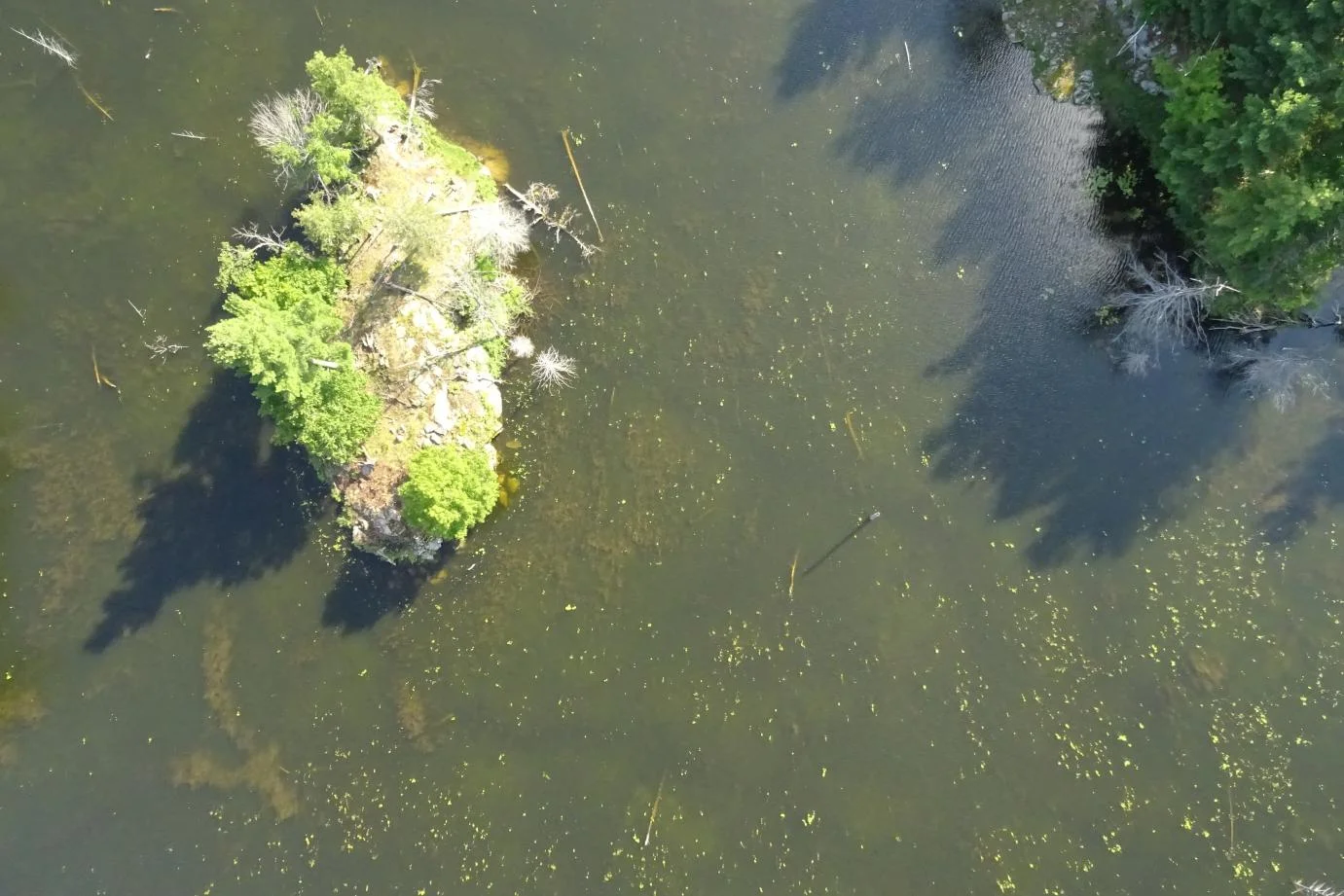 Pic_Case_Algae_01.png