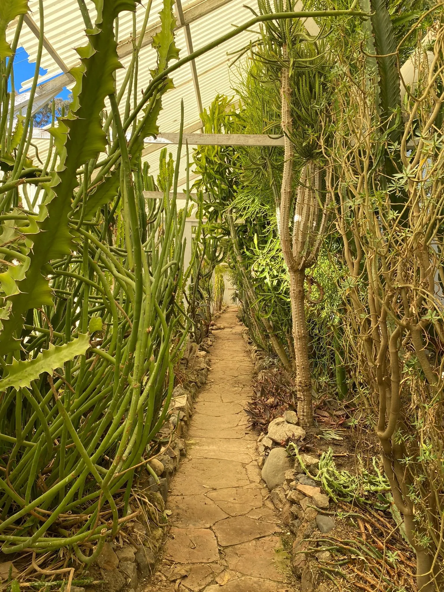 Green House Bolinas.jpeg