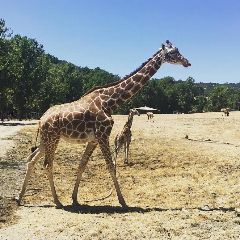 insta giraffe.jpg