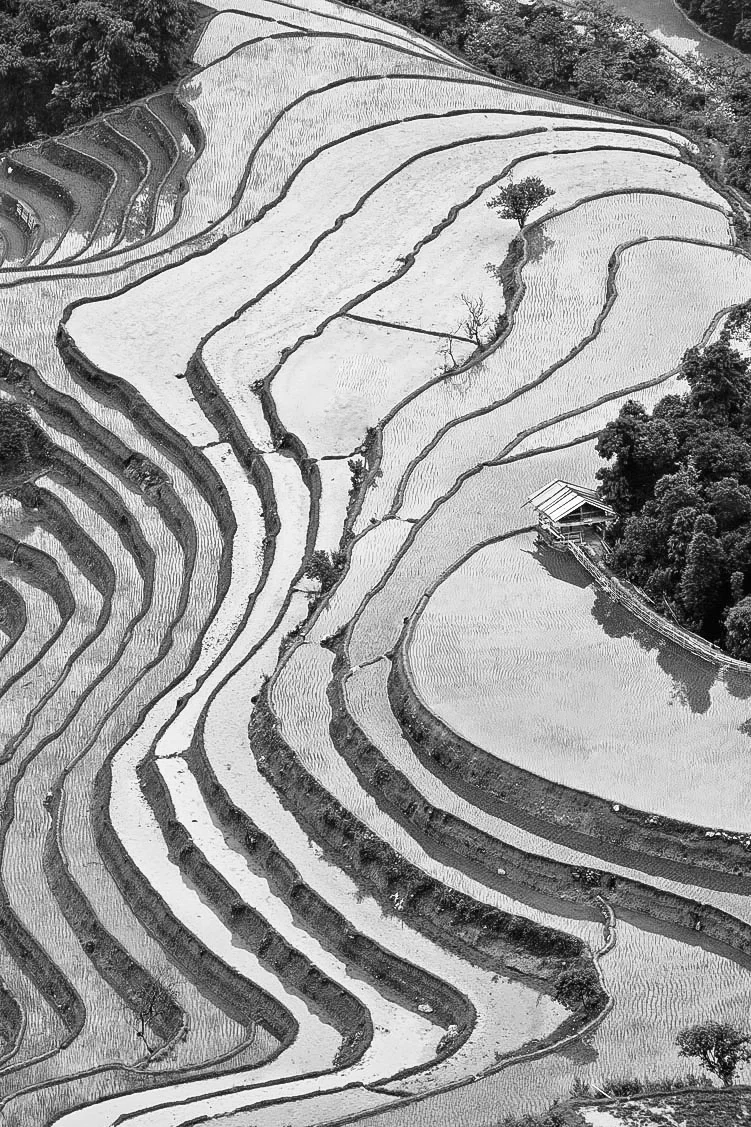 Slightly frozen rice terraces at Sapa