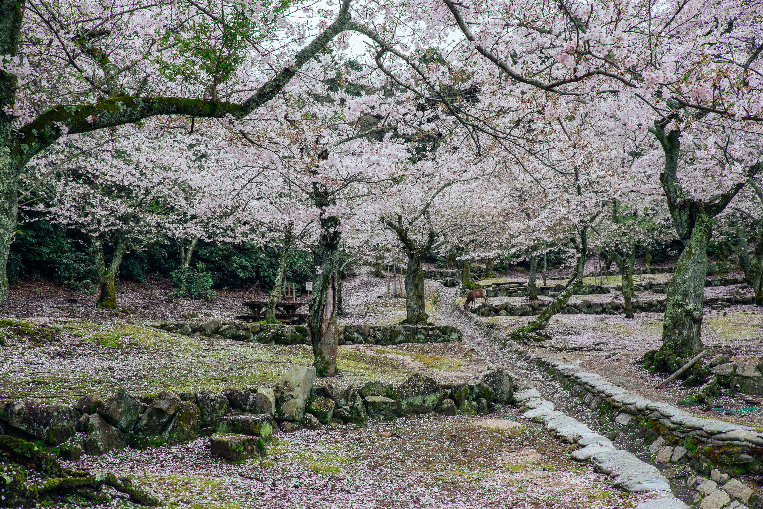 Cherry blossoms at a secret garden in Hatsukaichi
