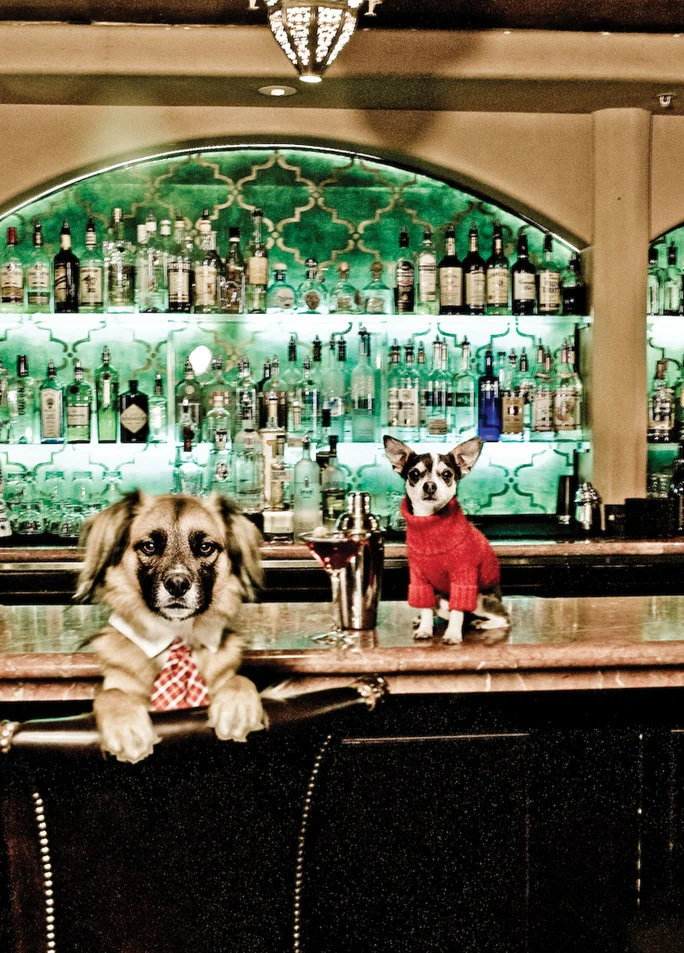   Yes, Chic Pet Hotels Do Exist—Here Are 5    InStyle.com  