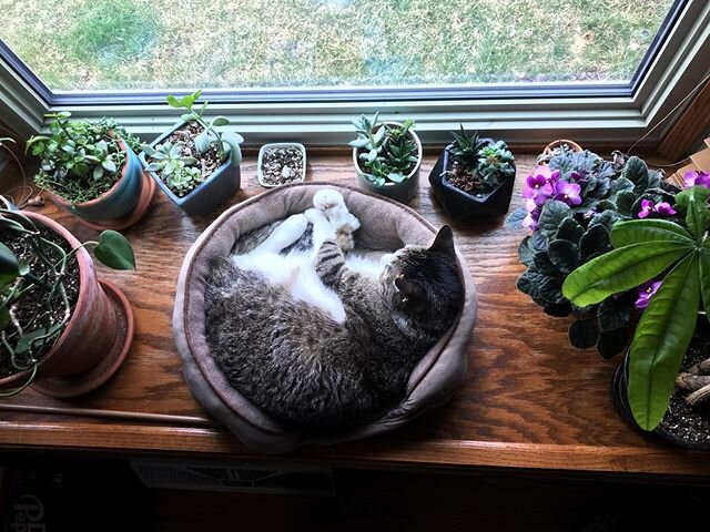 Benji in a bay window with some succulents

#kingbenjicat