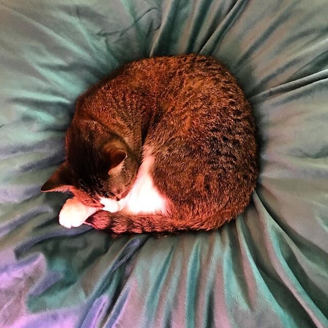 Benji-on-beanbag