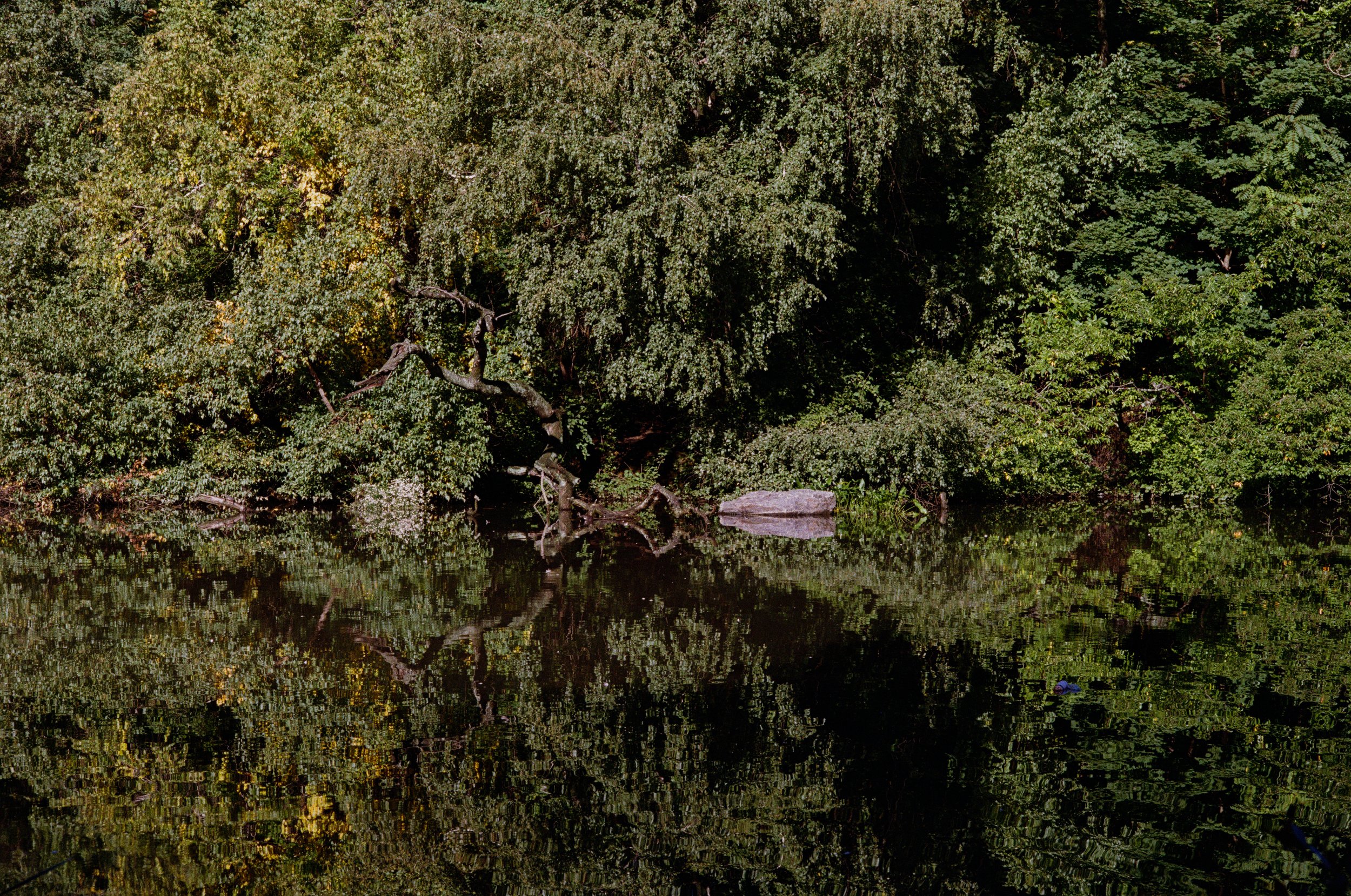 Trees Water Reflection Central Park NYC Canon F1 Film .jpg