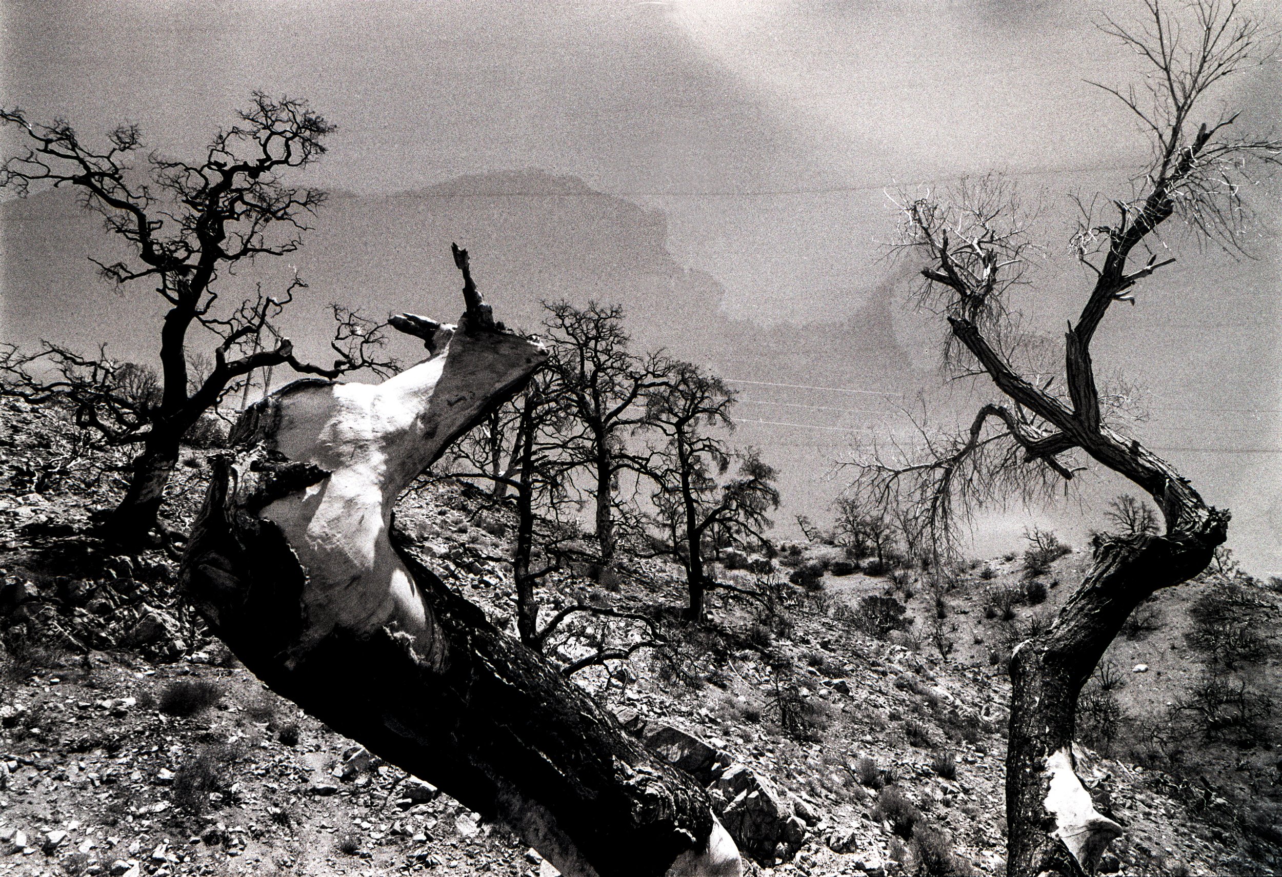 Dead Trees Wildfire California Nikon F B&W Film Final copy.jpg