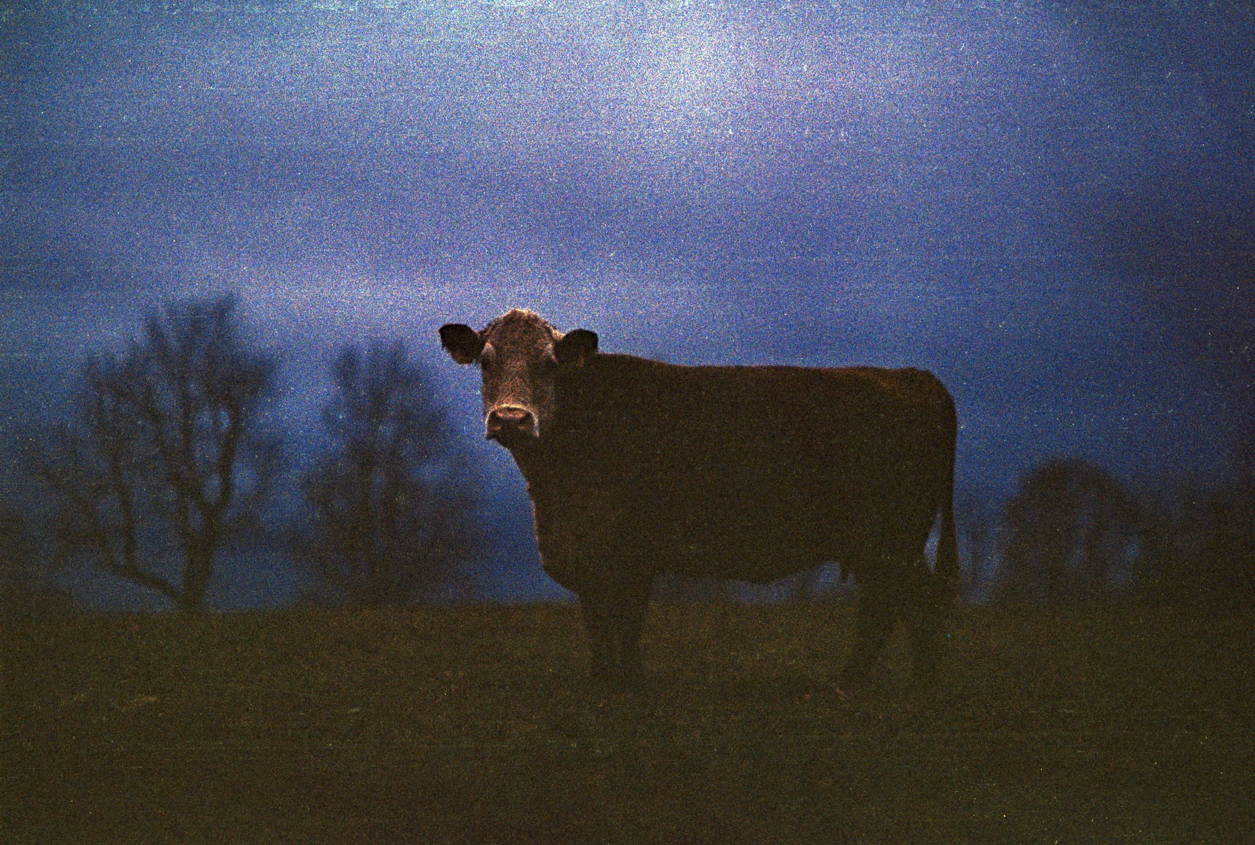 Cow on Hill Virginia Color Film Official 3.jpg