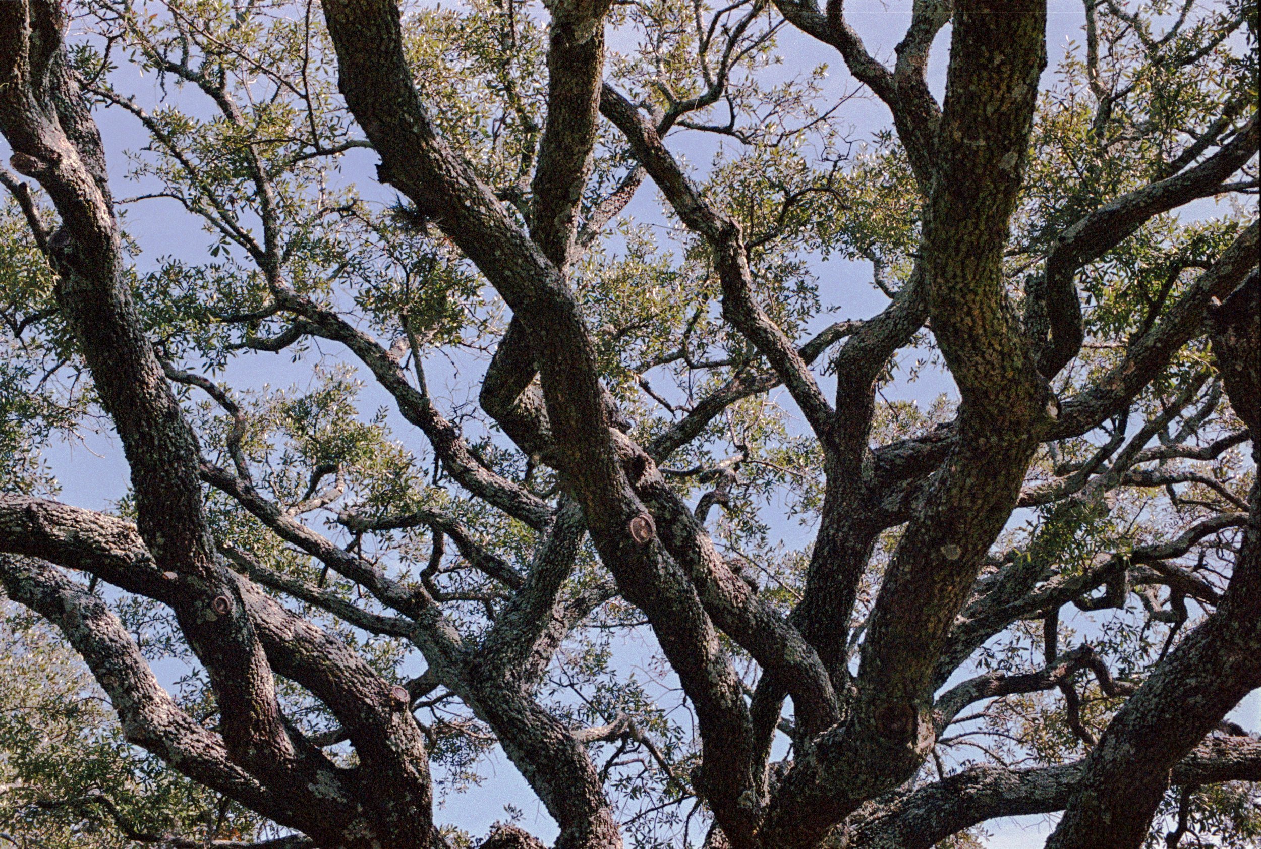 Tree in Savannah Georgia Color Film.jpg