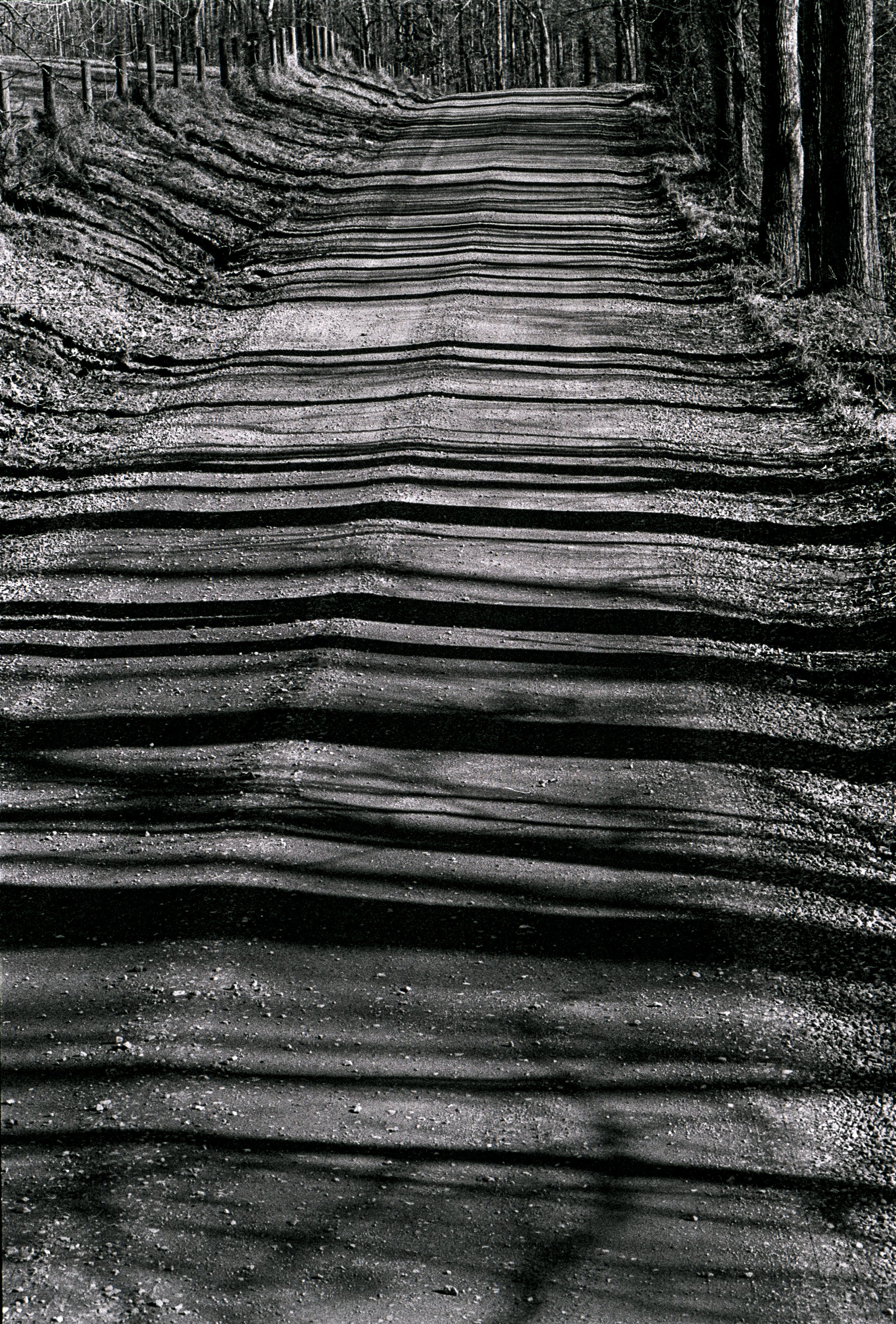 Lines on the road Tree Shadows Virginia B&W Film.jpg
