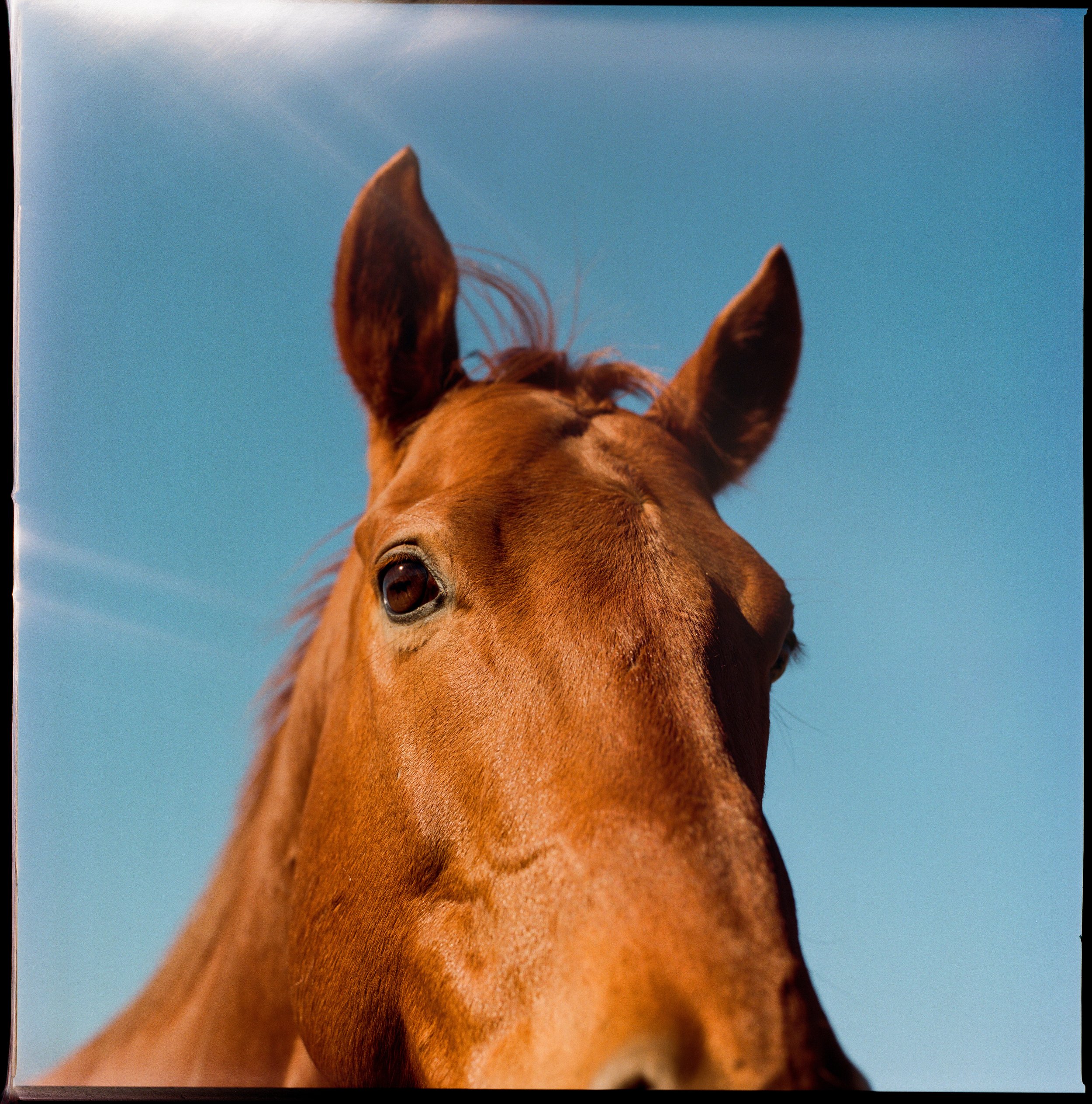 Brown Horse Head Hasselblad Film Maryland copy.jpg