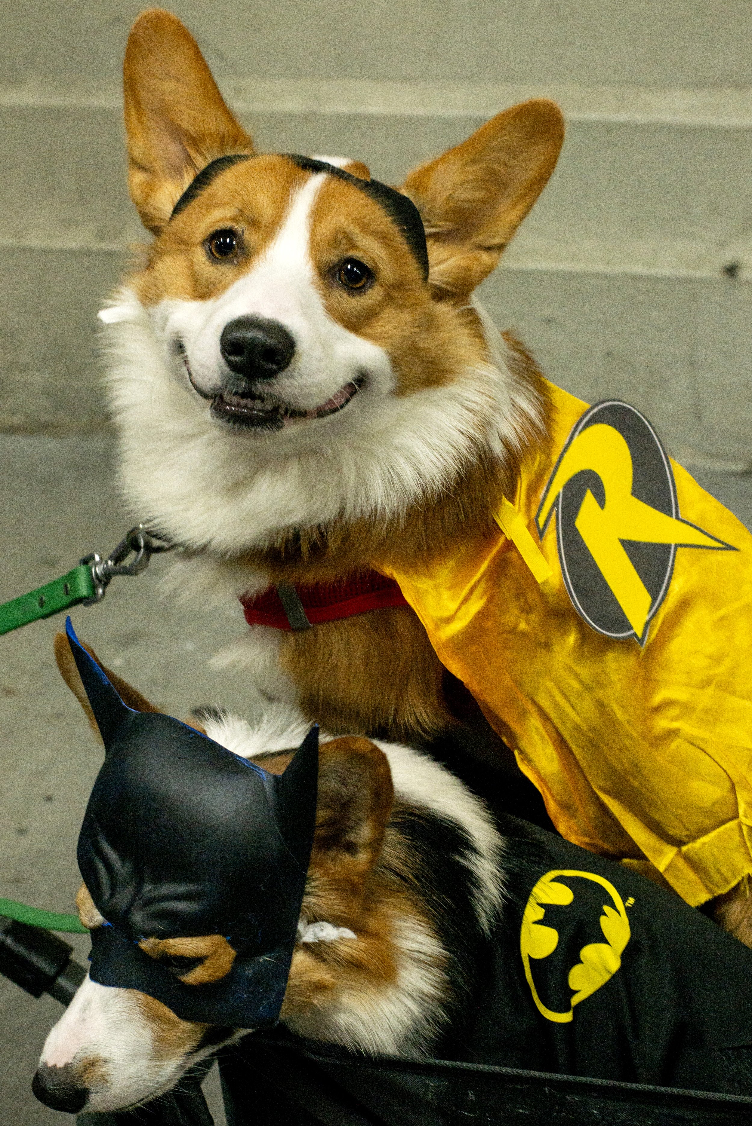 Batman and Robin Dogs Halloween NYC.jpg