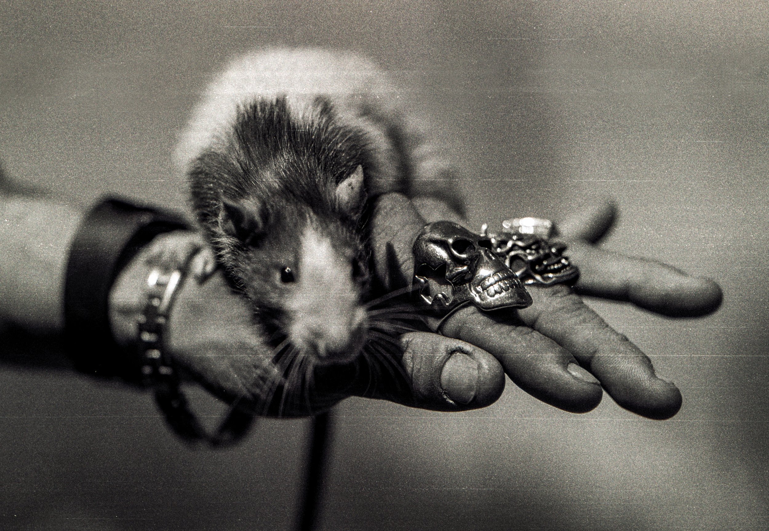 Curious the Rat on Wrist 2 77th st NYC B&W Film Cropped Official.jpg