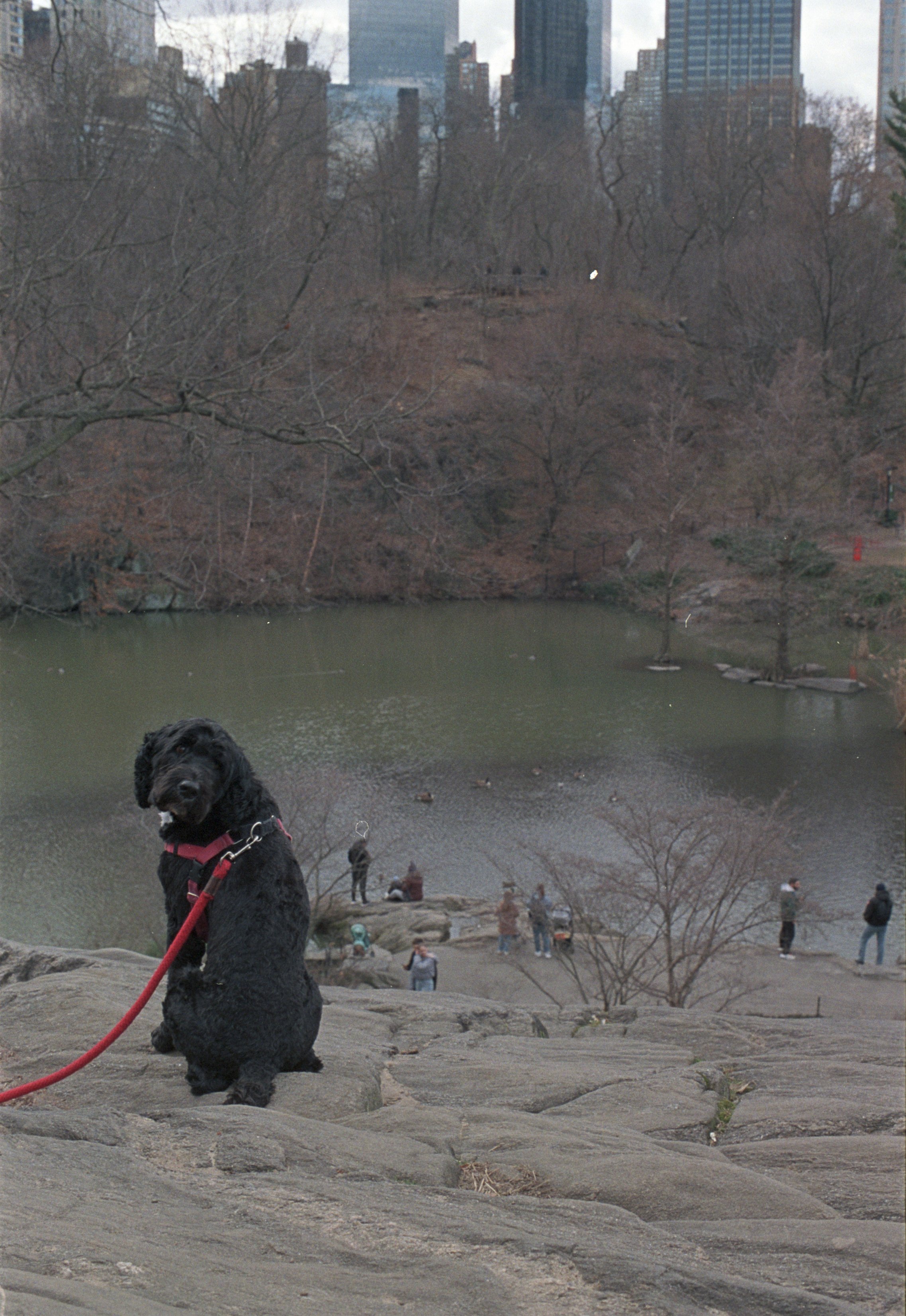 Dog on Rock Central Park Color Film.jpg