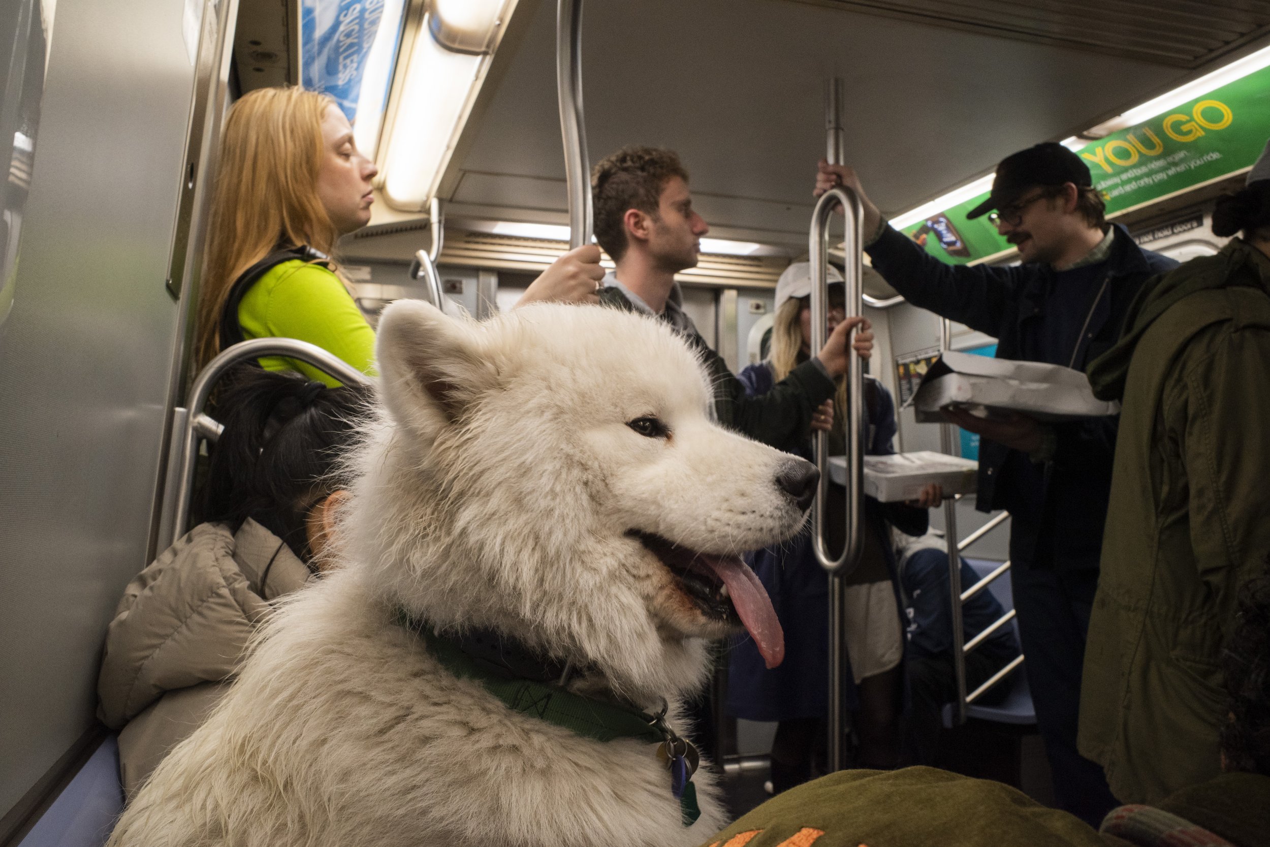 White Fluffy Dog on Subway 5 NYC.JPG