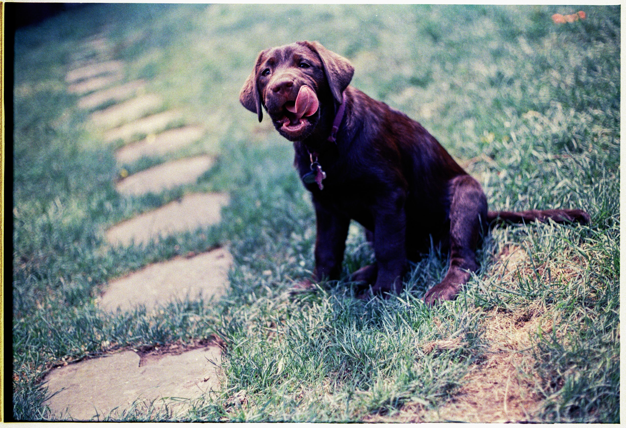 Jakes Dog Gal Cleveland Park DC Nikon F Color Film.jpg