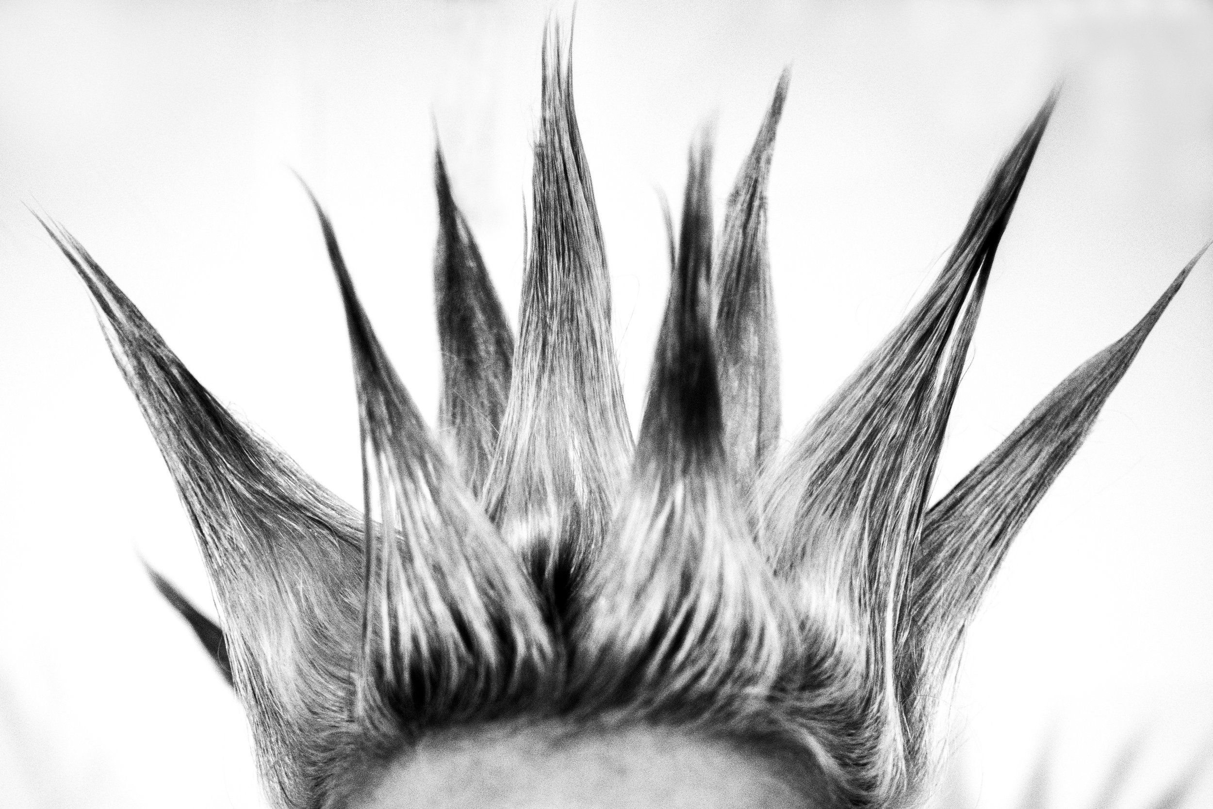 Rose Spiky Hair.jpg