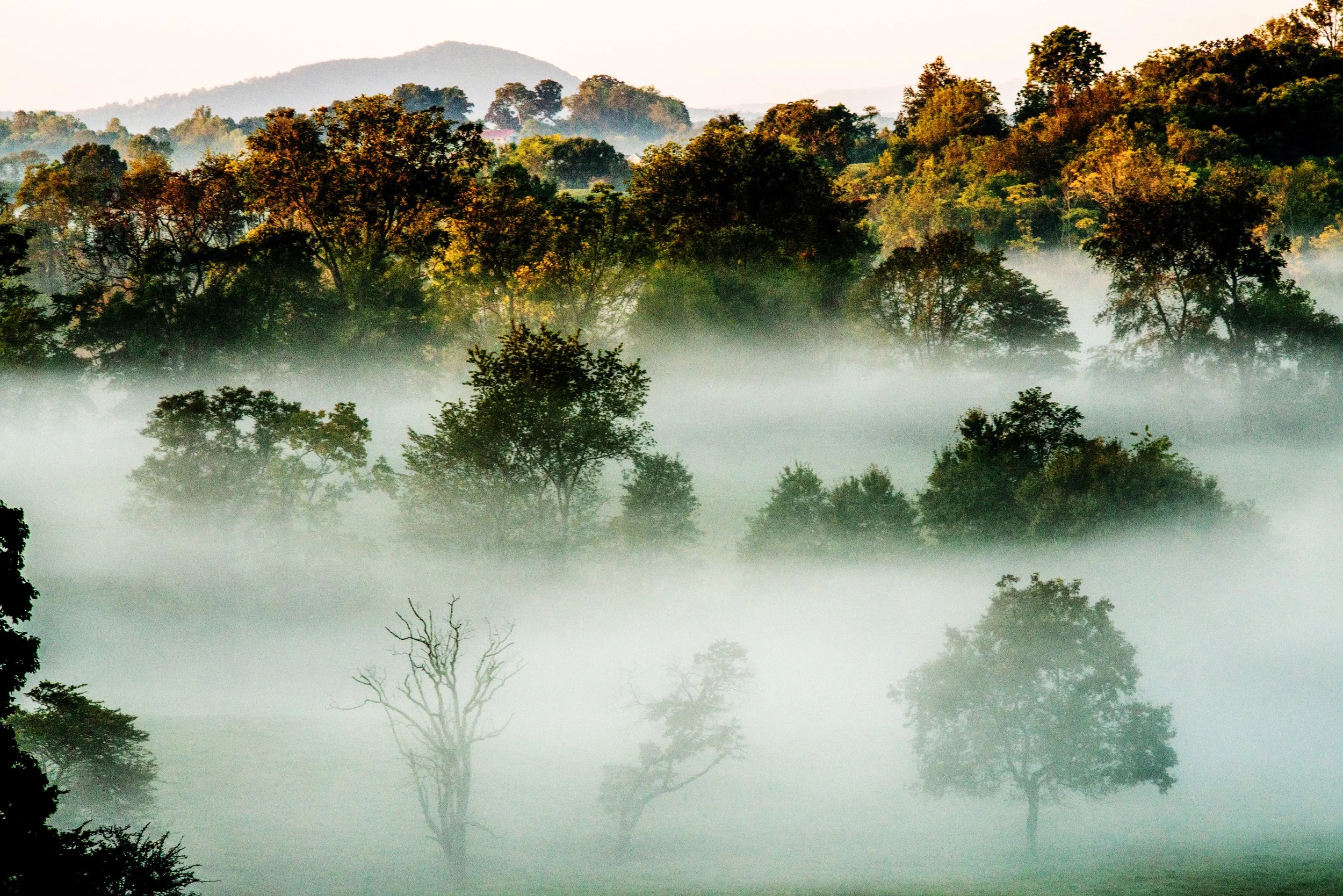 Morning Fog Virginia Final.jpg