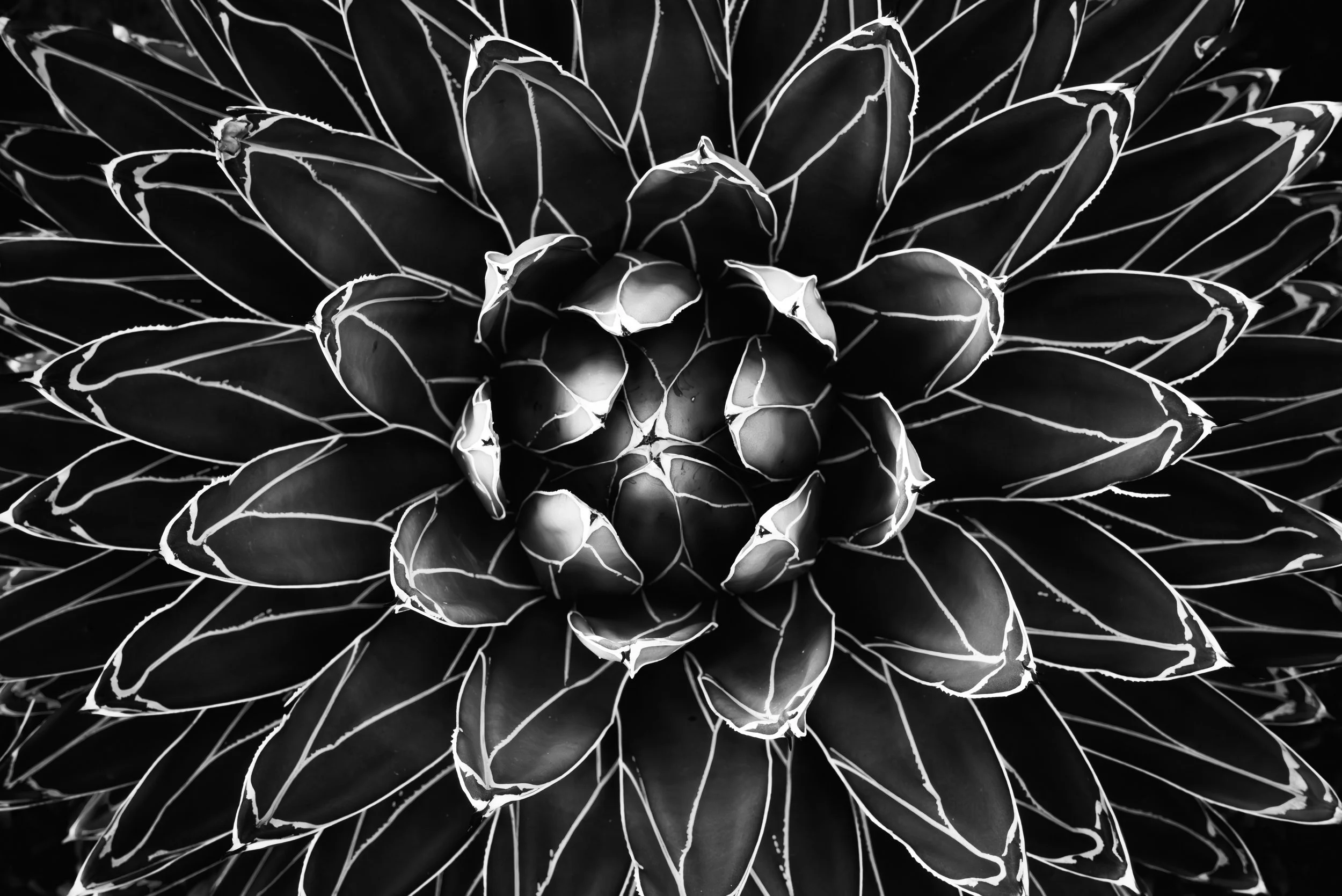 Spiky Plant.jpg