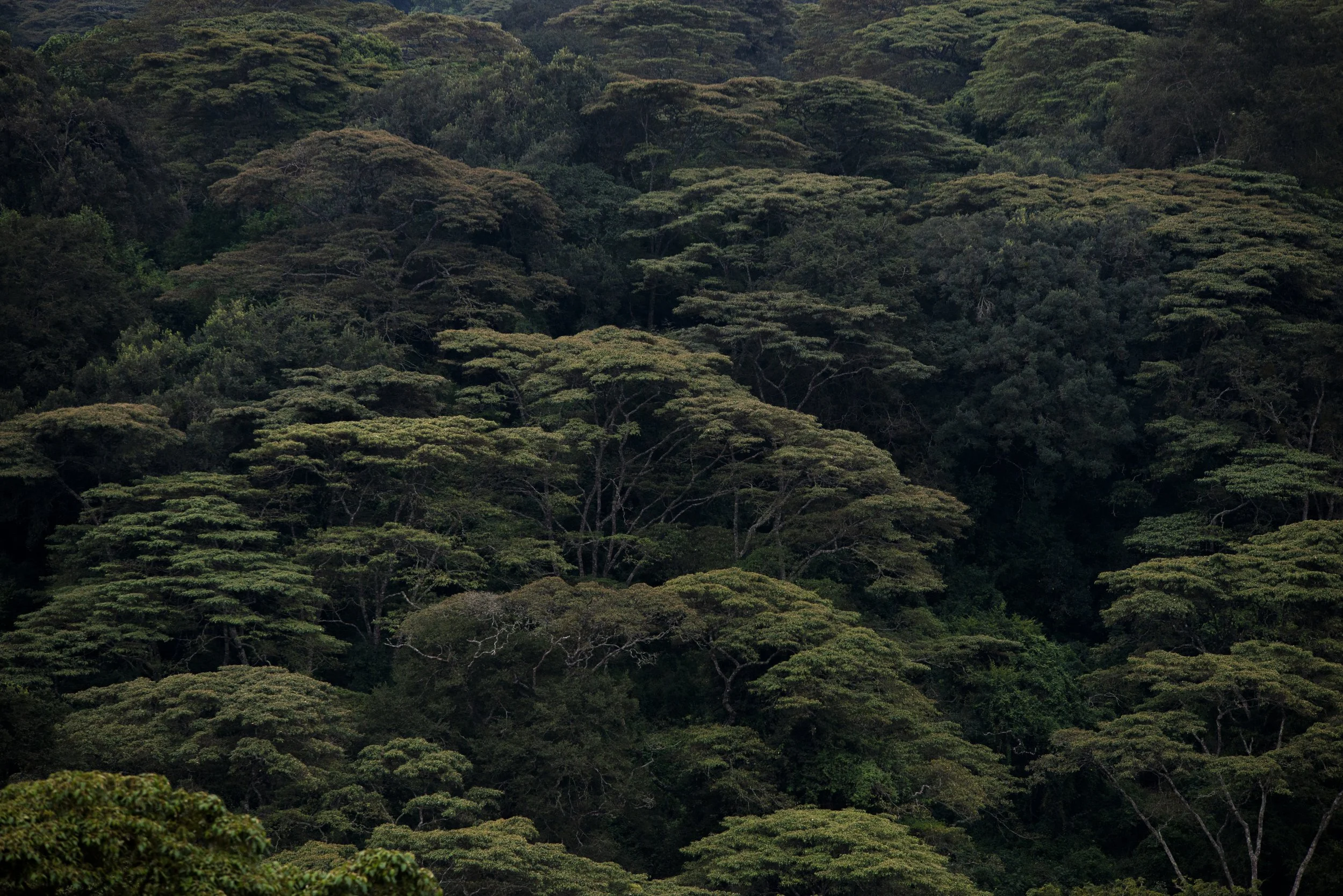 Full of Trees Serangeti Tanzania.jpg