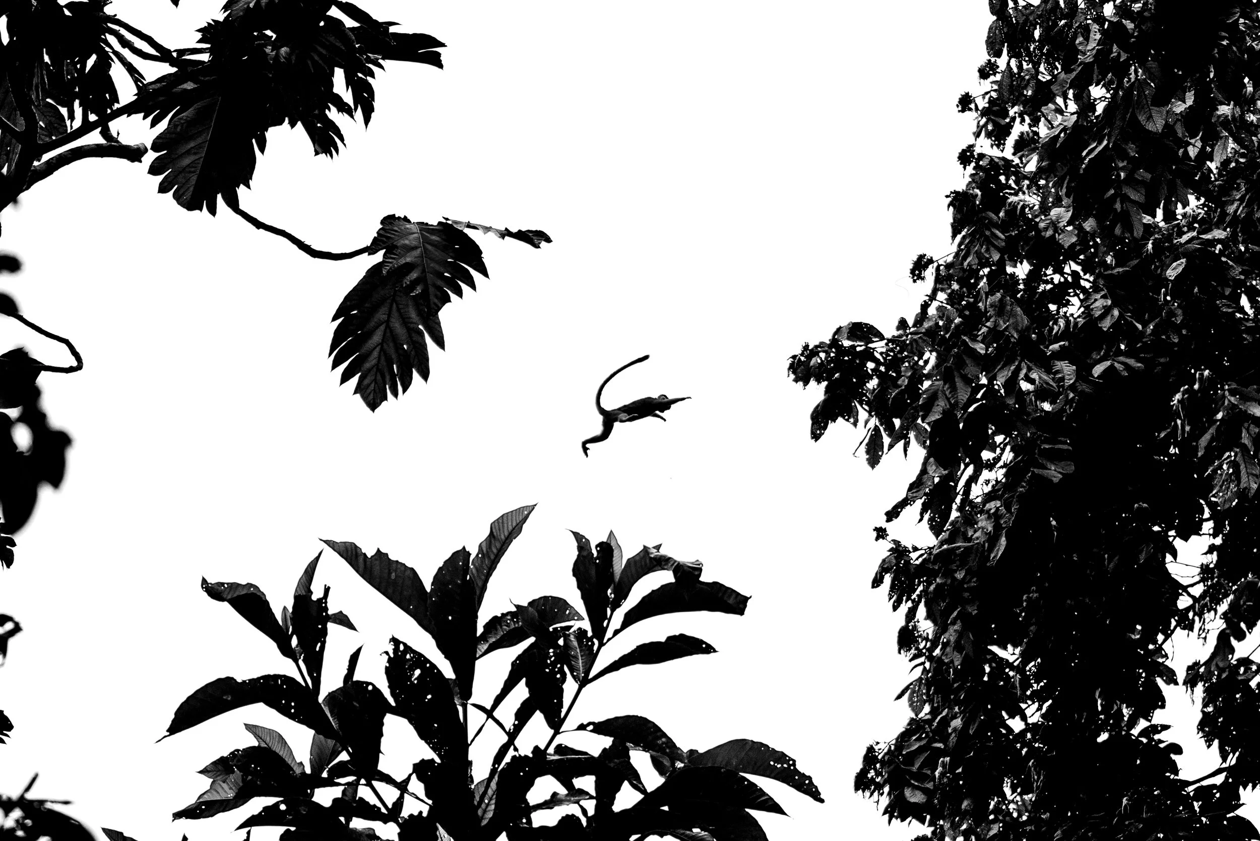 Monkey Mid Air Jungle Peru.jpg