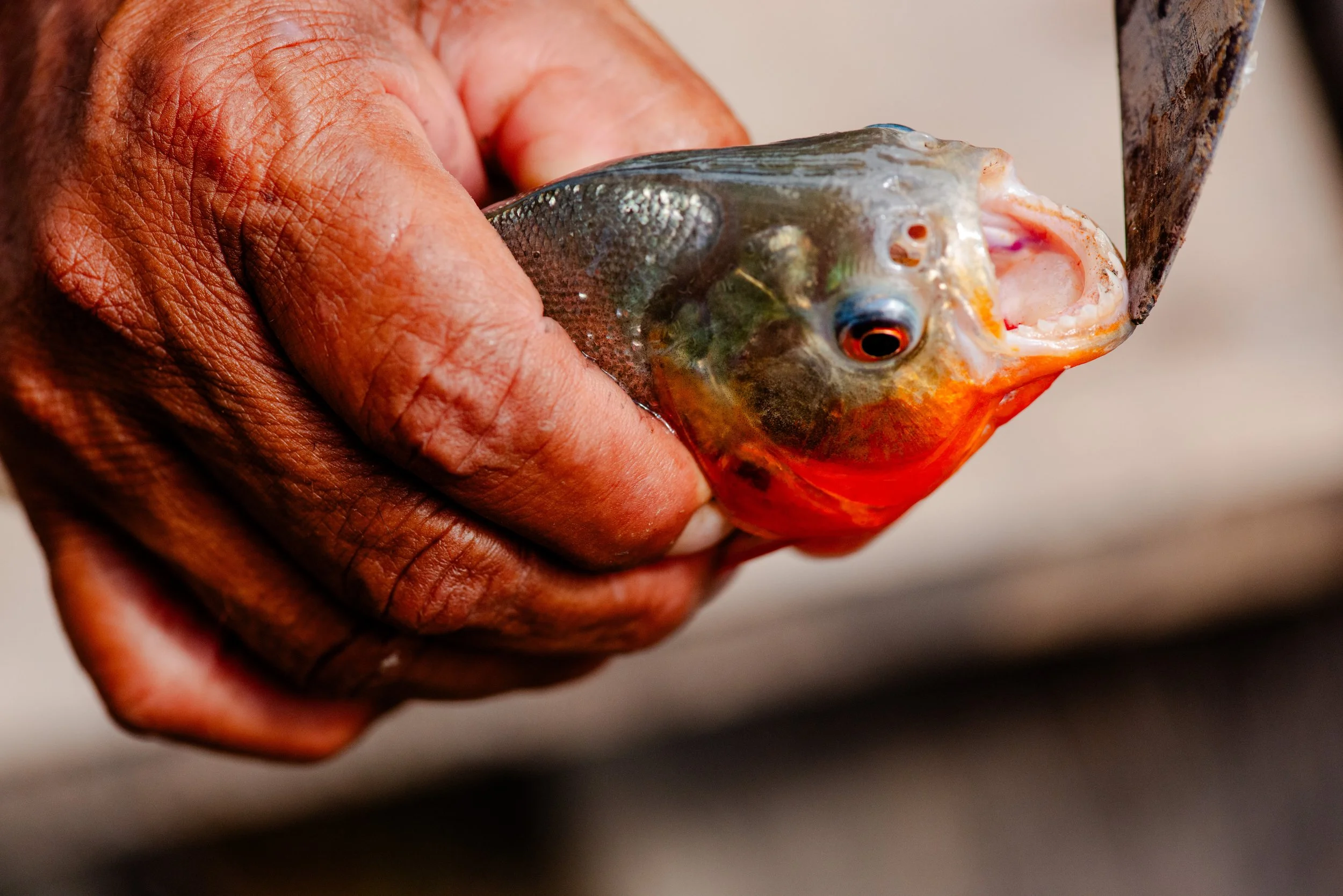 Piranha Peru.jpg