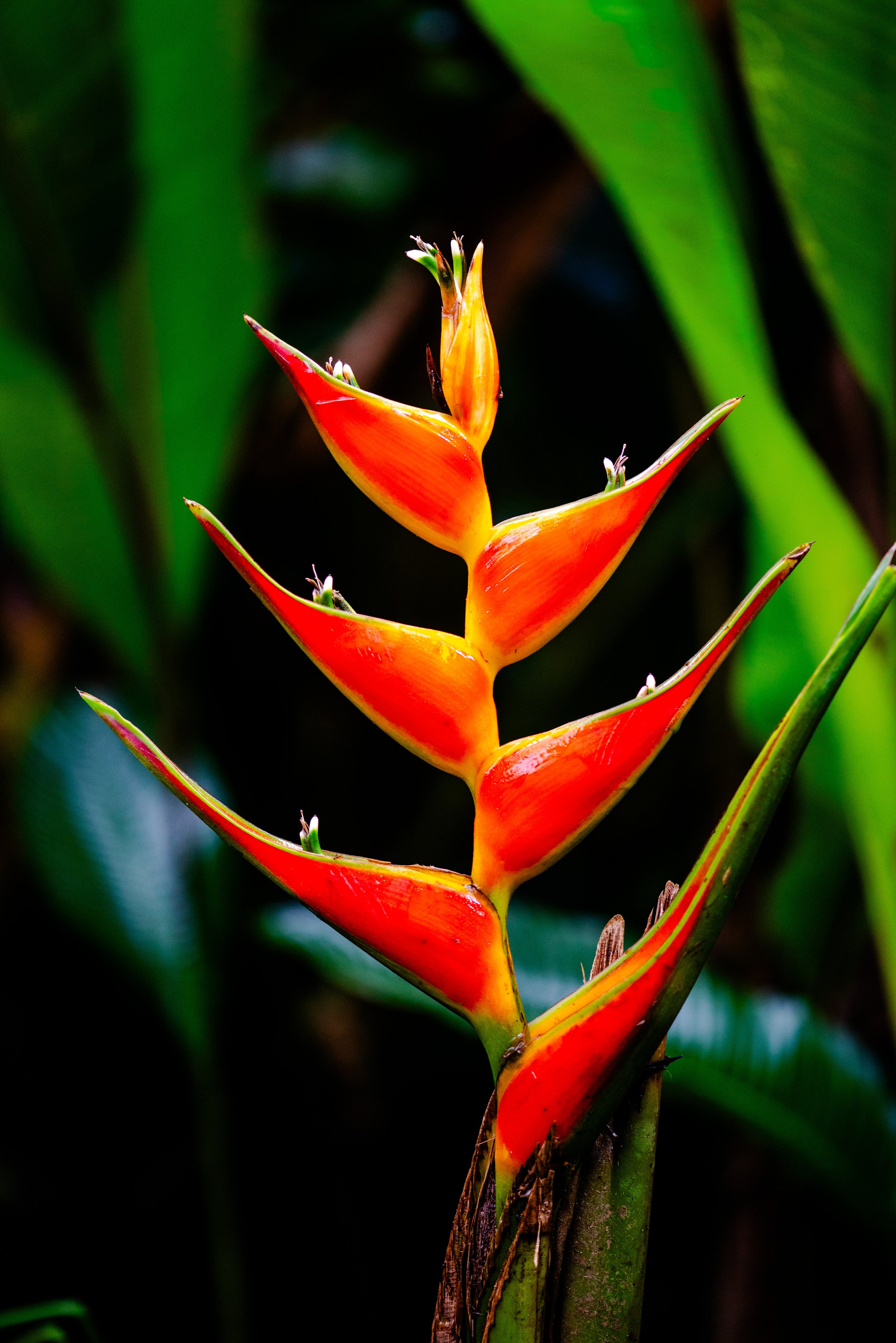 Peru Red Flower.jpg