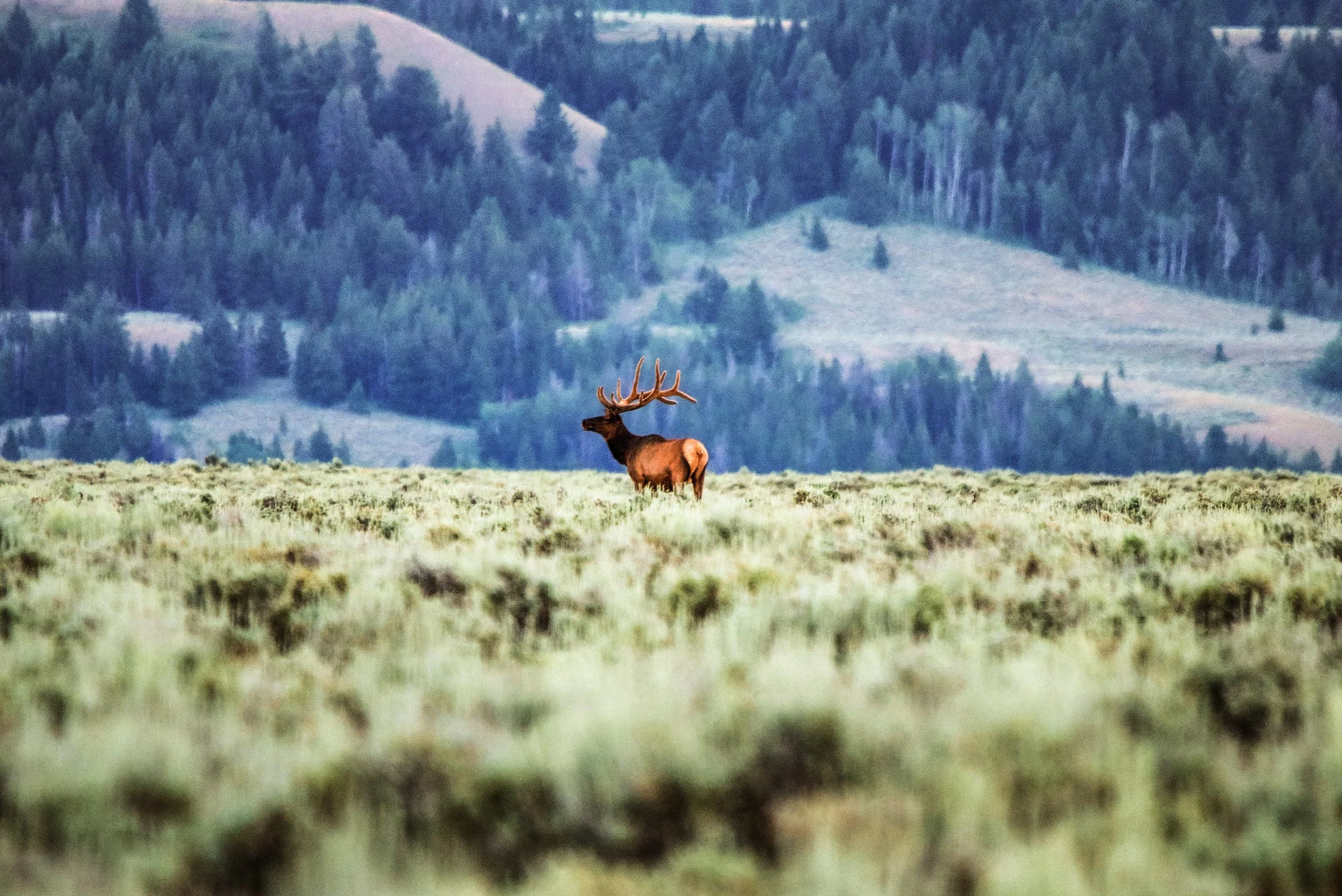 Bull Elk Grand Teton Wyoming Official 2.jpg