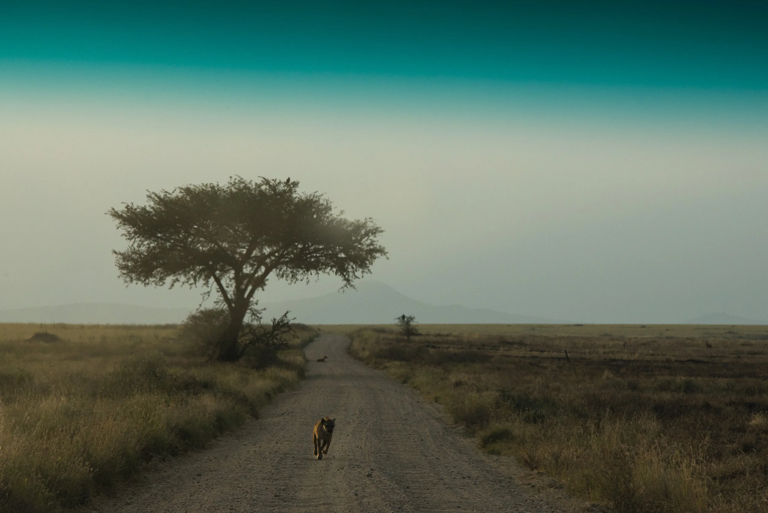 Heyena on the Run Tanzania.jpg