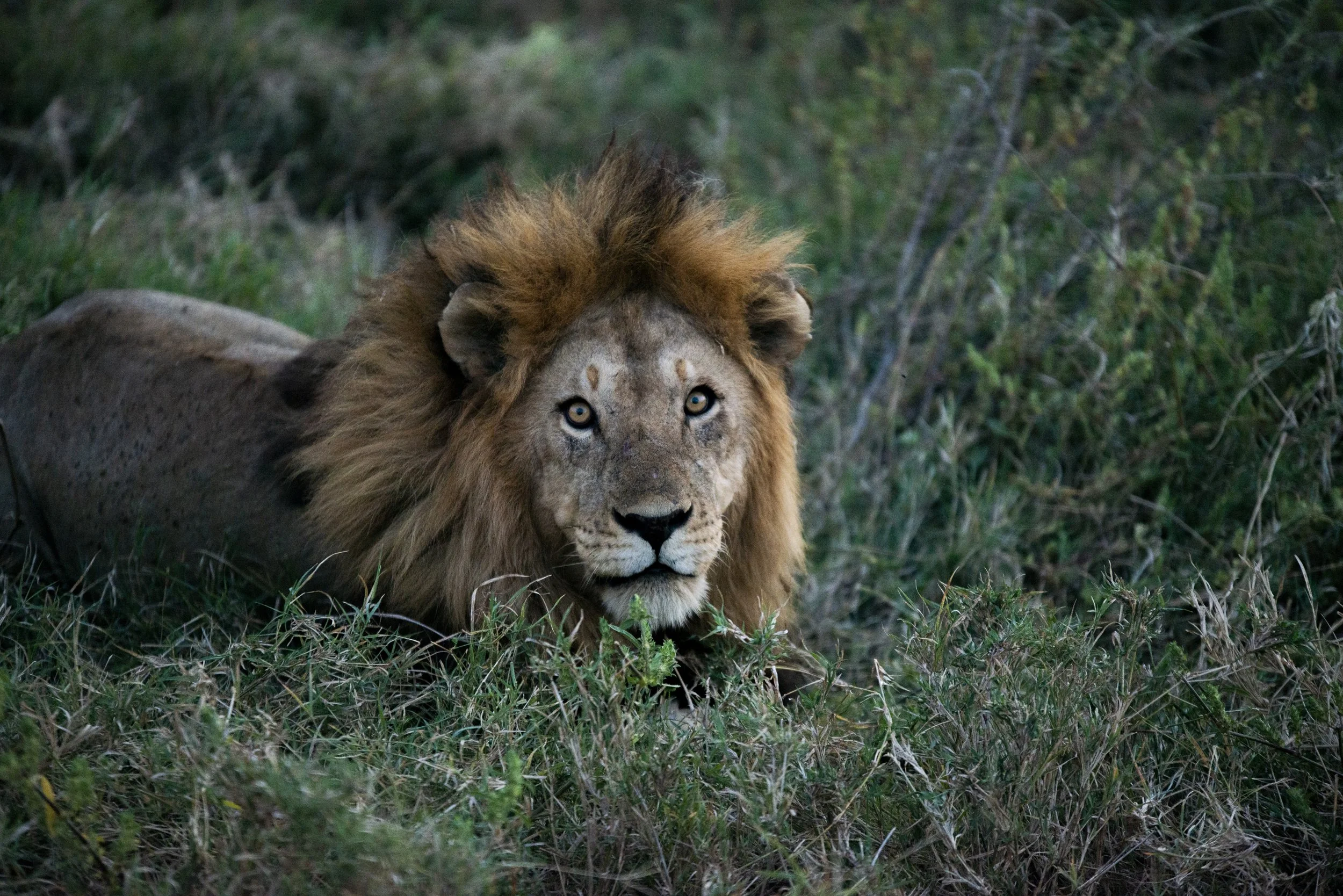 Lion Simba Eyes on me Portrait Serengeti Tanzania.jpg