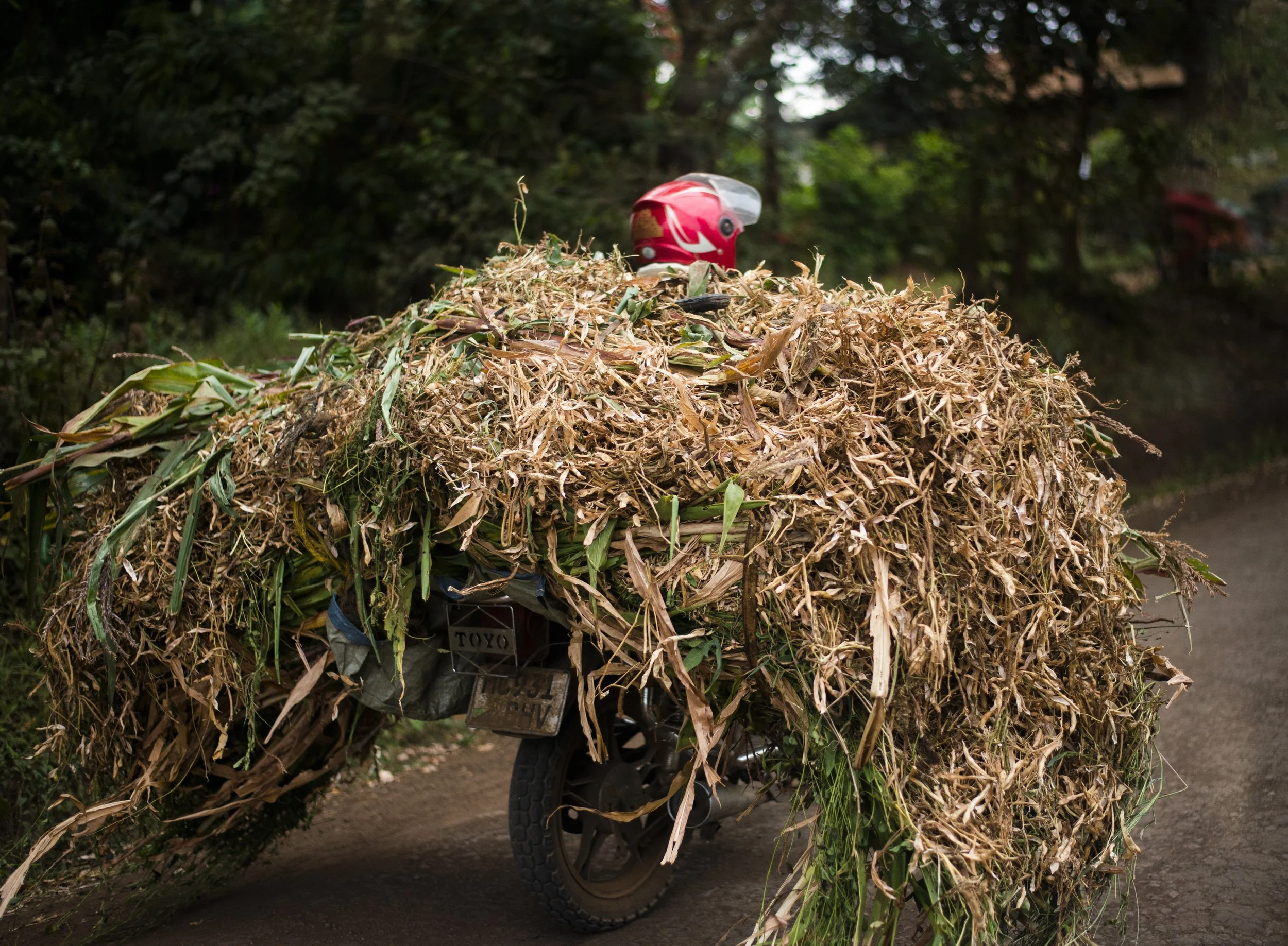 Motorcycle Holds Wheat Arusha Tanzania.jpg