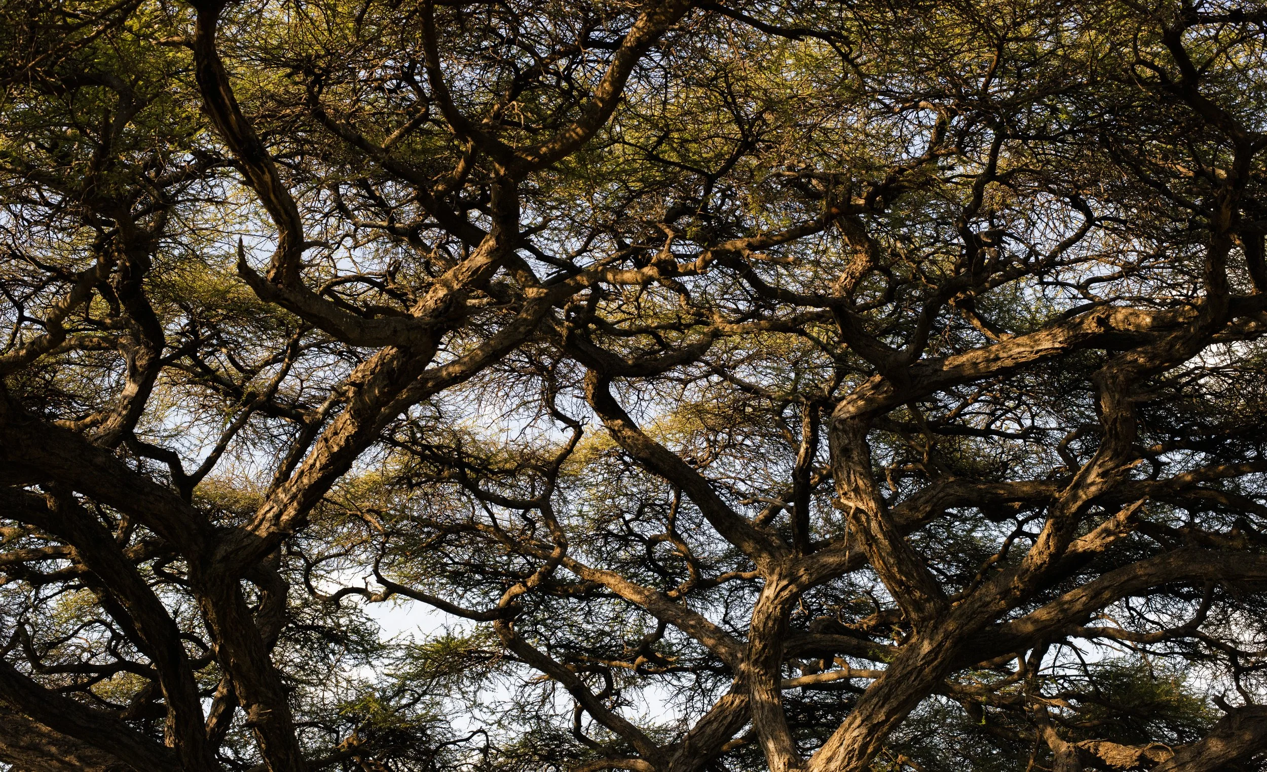 Tree with many Lines Sinya Tanzania.jpg
