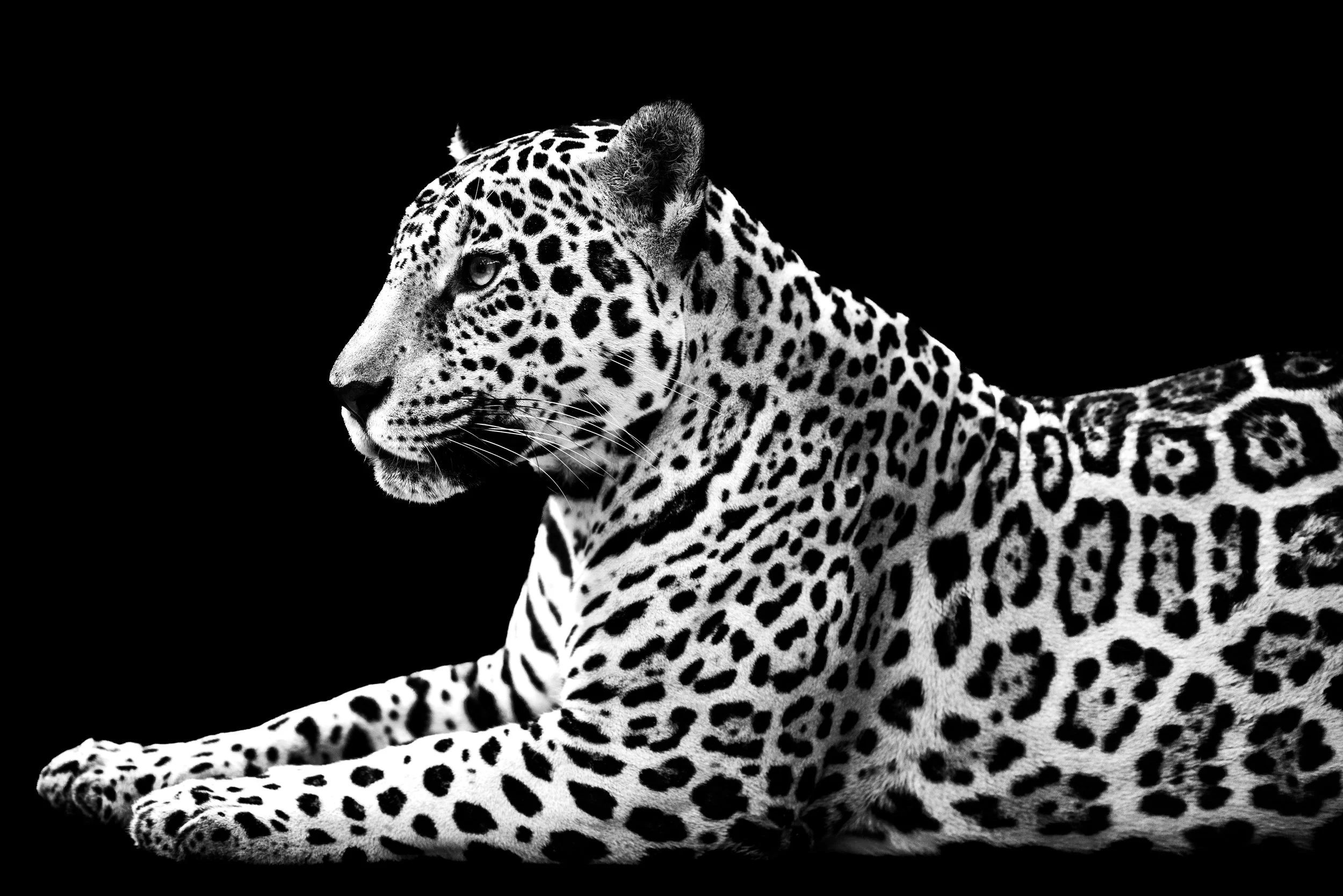 Jaguar Calm Iquitos Peru.JPG