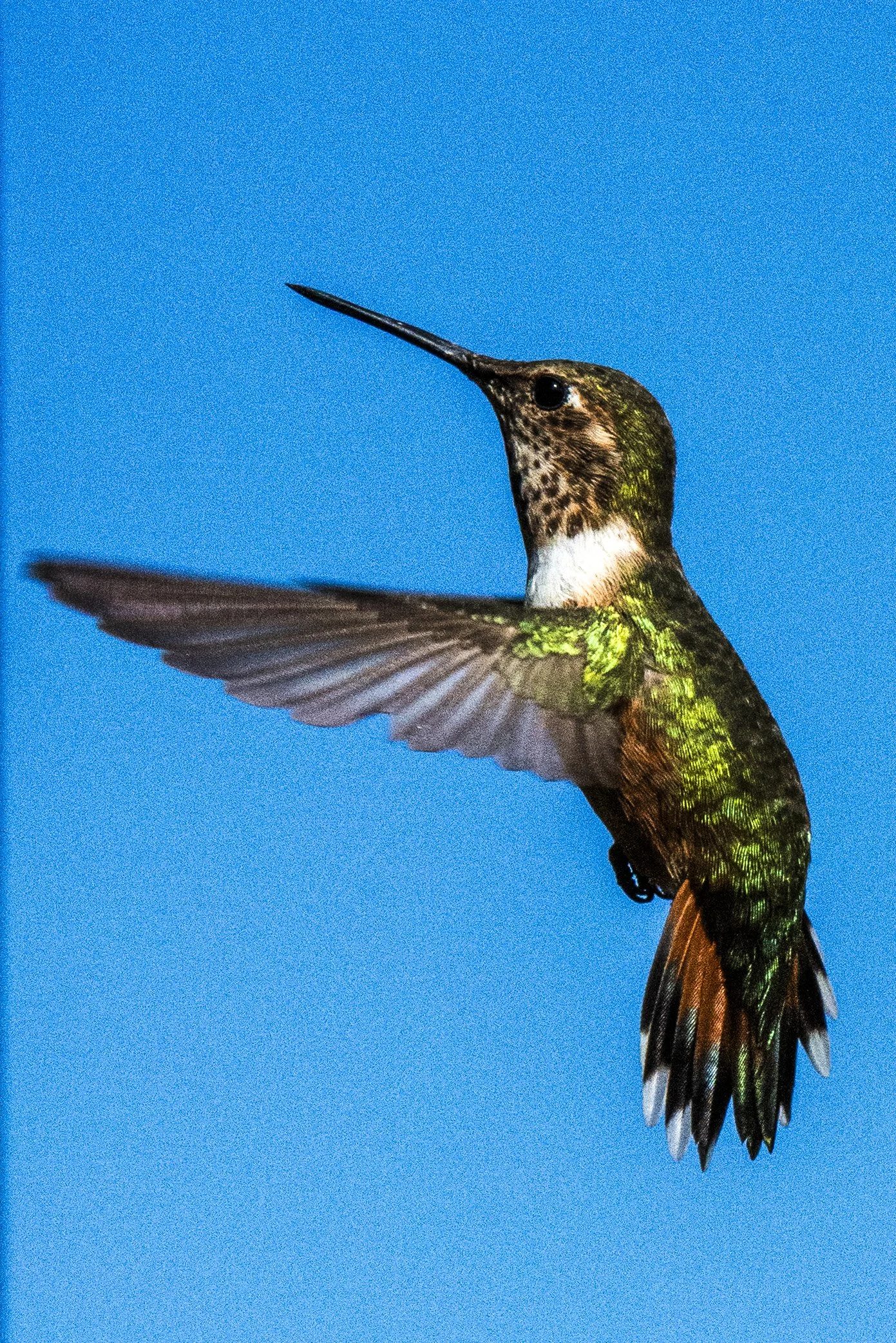 Hummingbird New Mexico Official.jpg