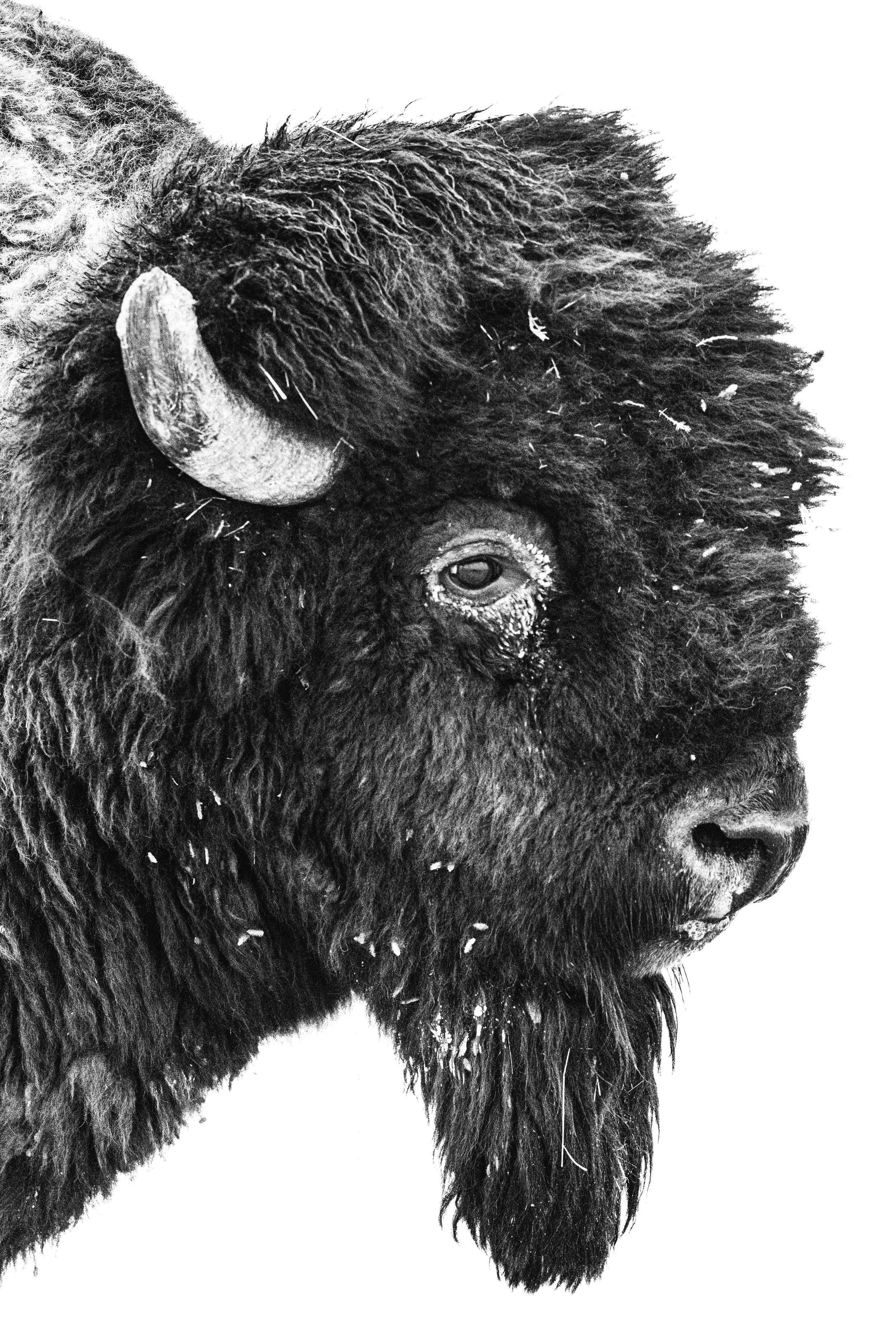 Bison Badlands.jpg