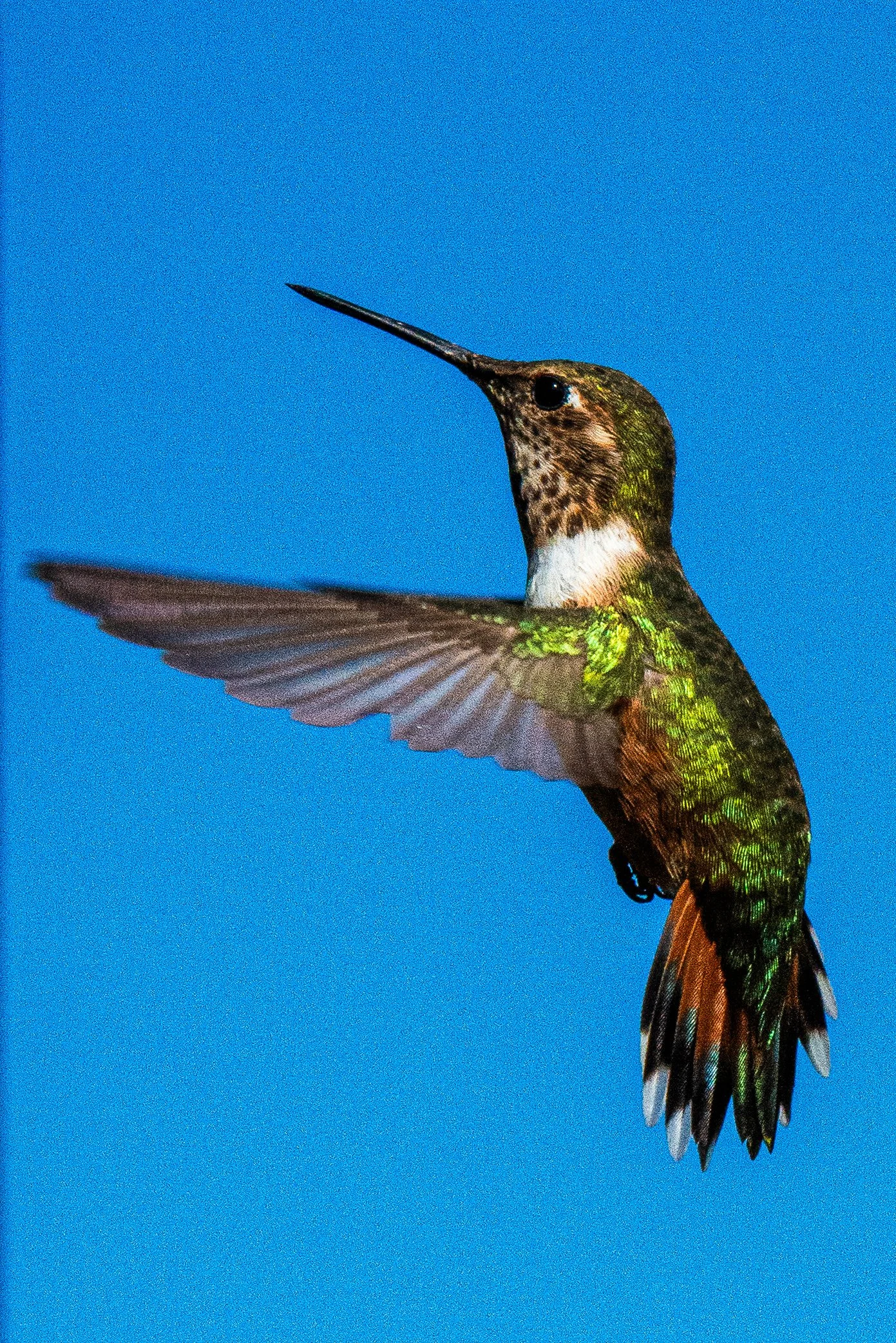 Hummingbird Mid Flight New Mexico.jpg